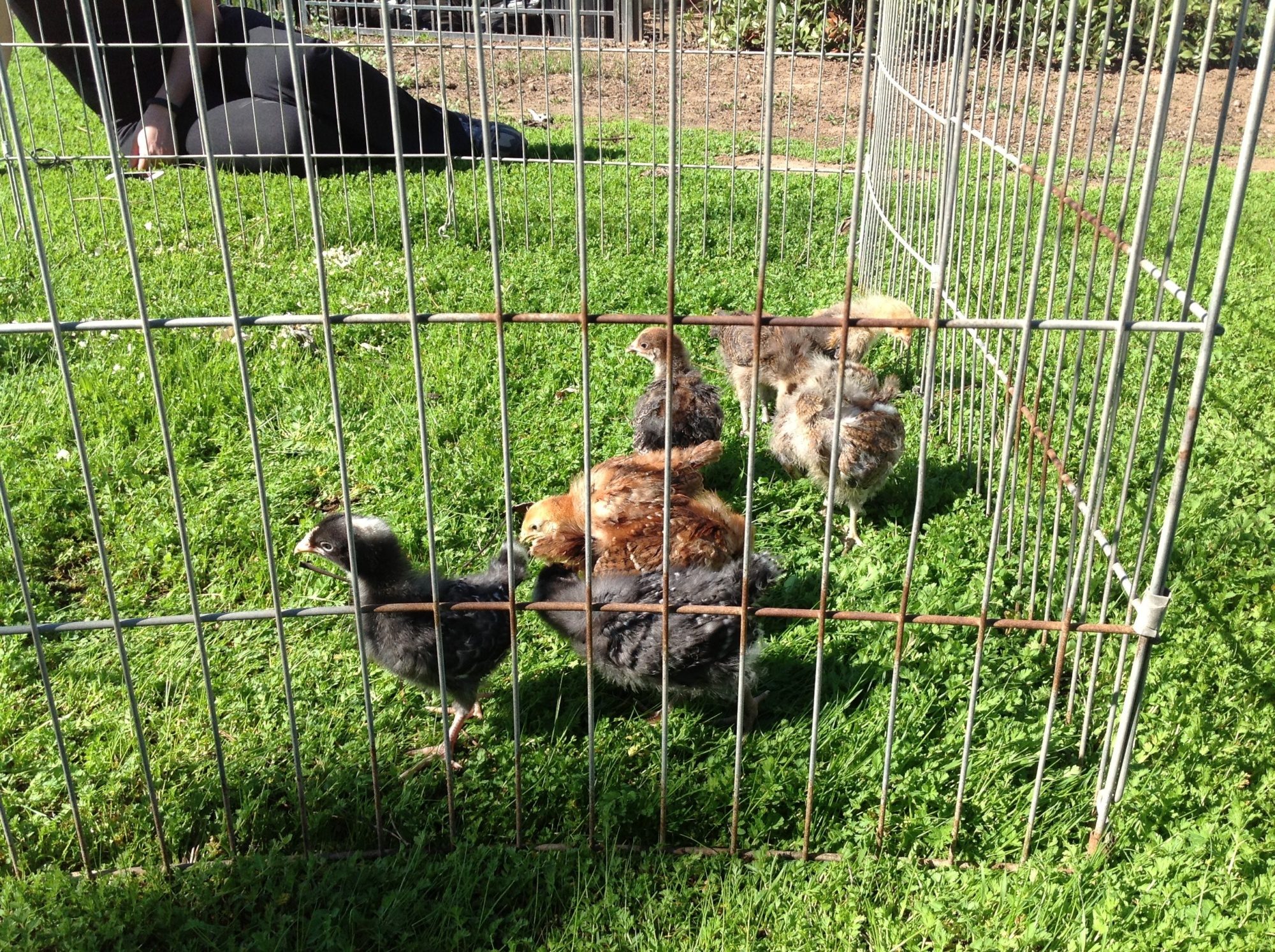 Their first day outside to play!