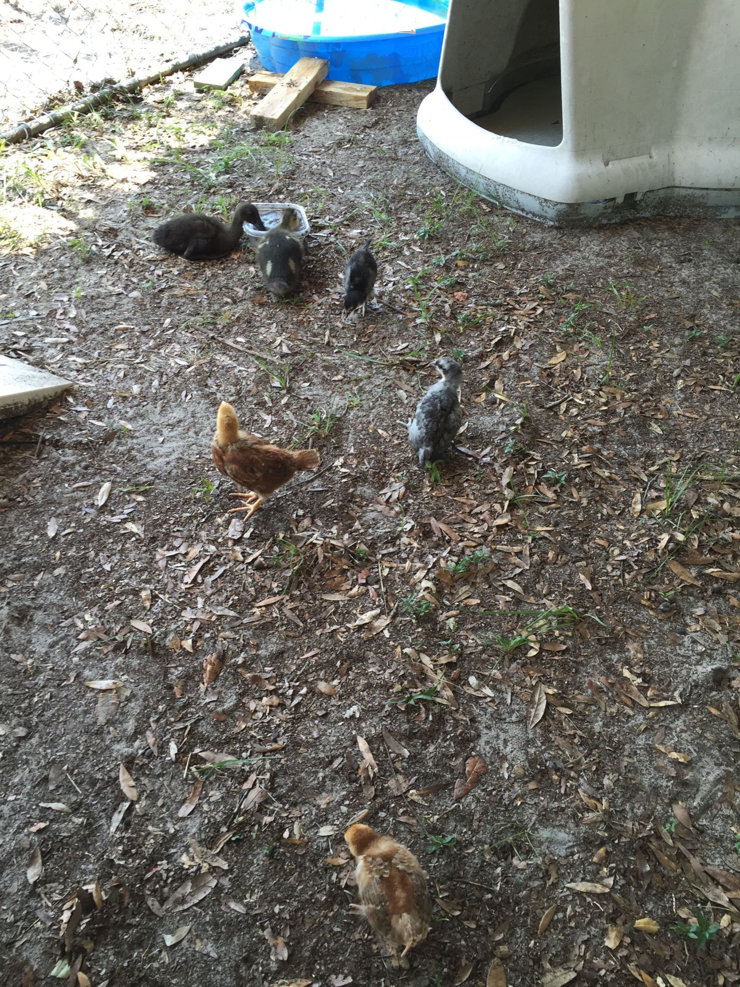 Their first day playing outside.