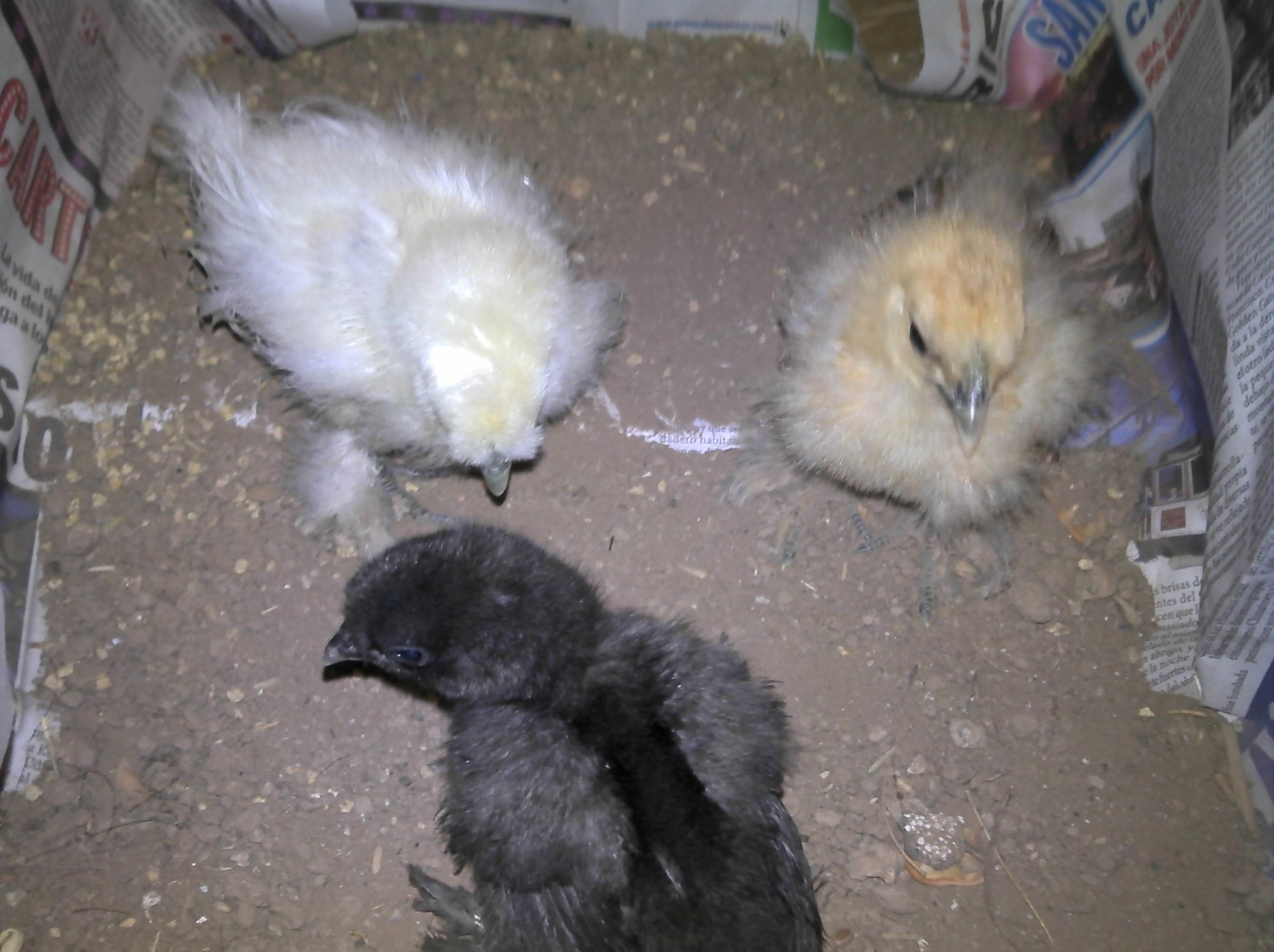 Their first dust bath...