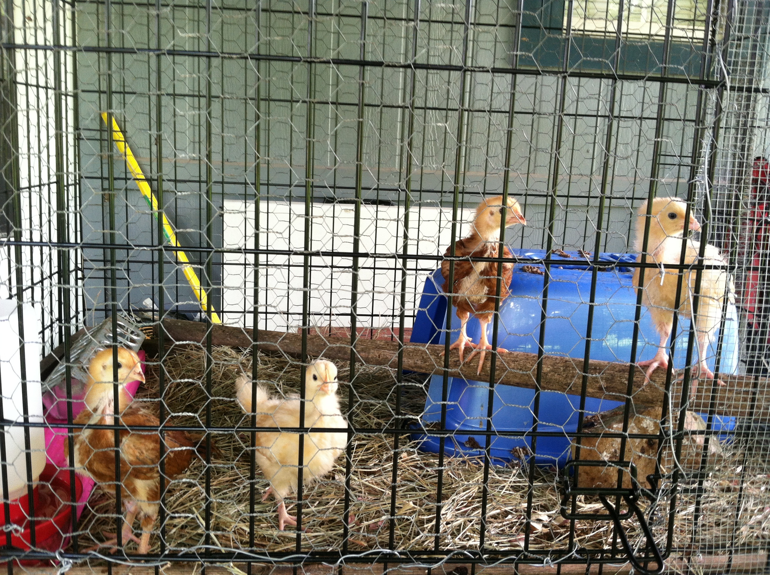 Their first home was this dog crate on my porch. They stayed in their too long. I was so happy when their coop was finally done as things were becoming unsanitary. Sorry peeps. But no more unsanitary conditions for my girls!