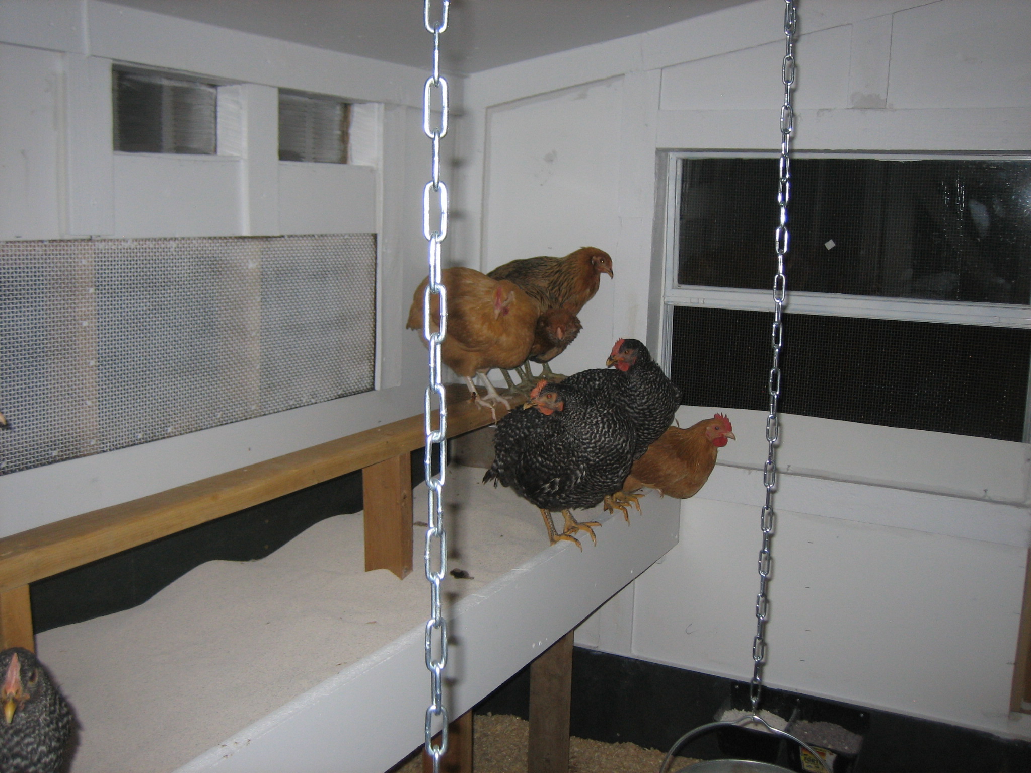 Their first night on a real roost!