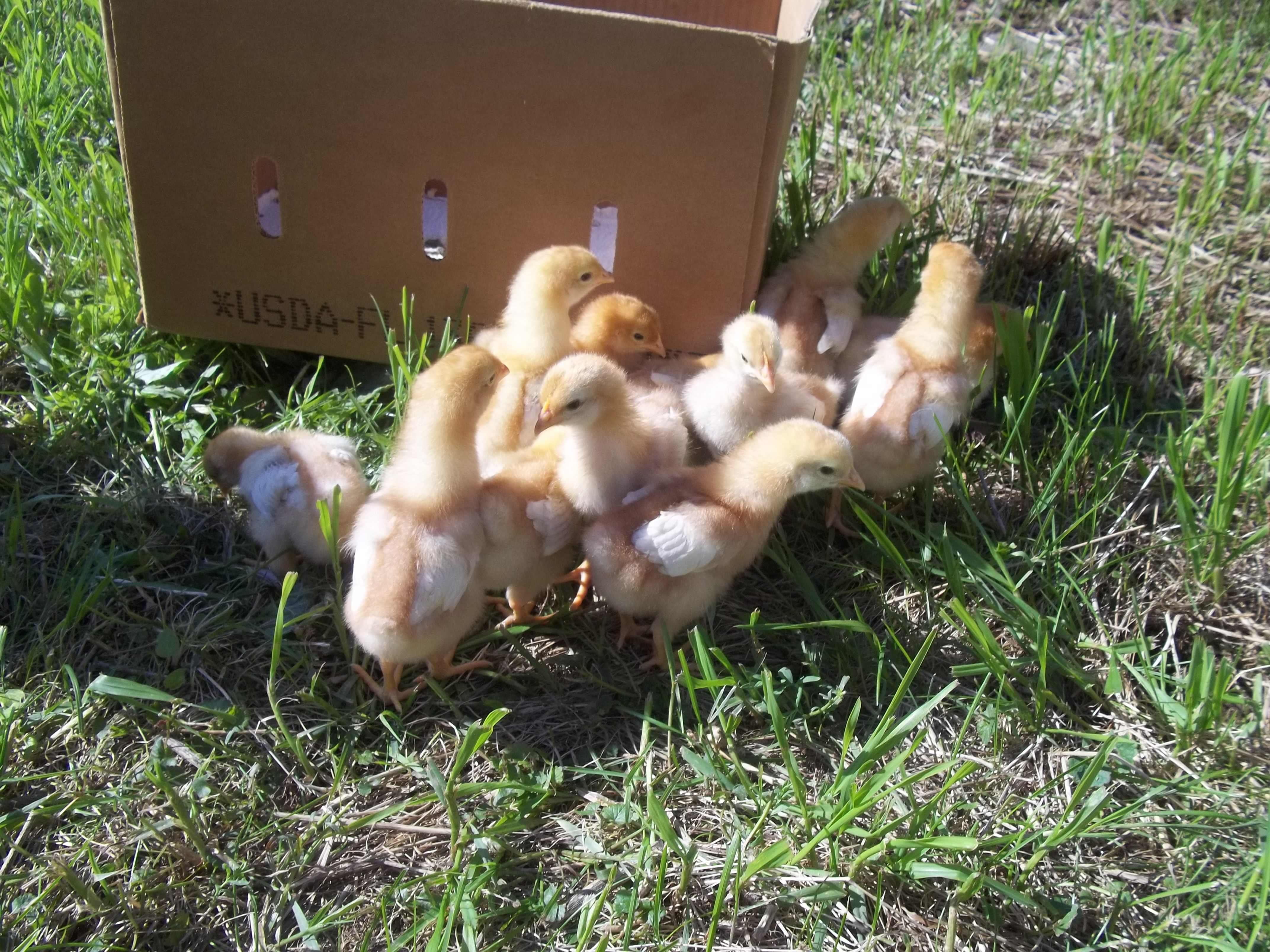Their first playtime outside!! They loved it!