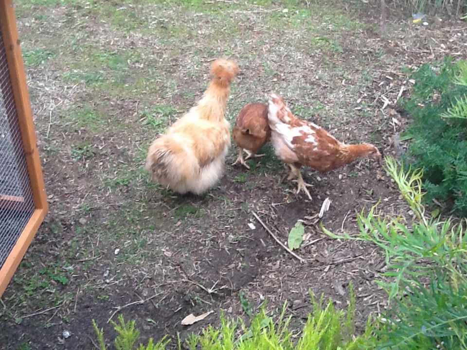 their first scratch around outside their hutch