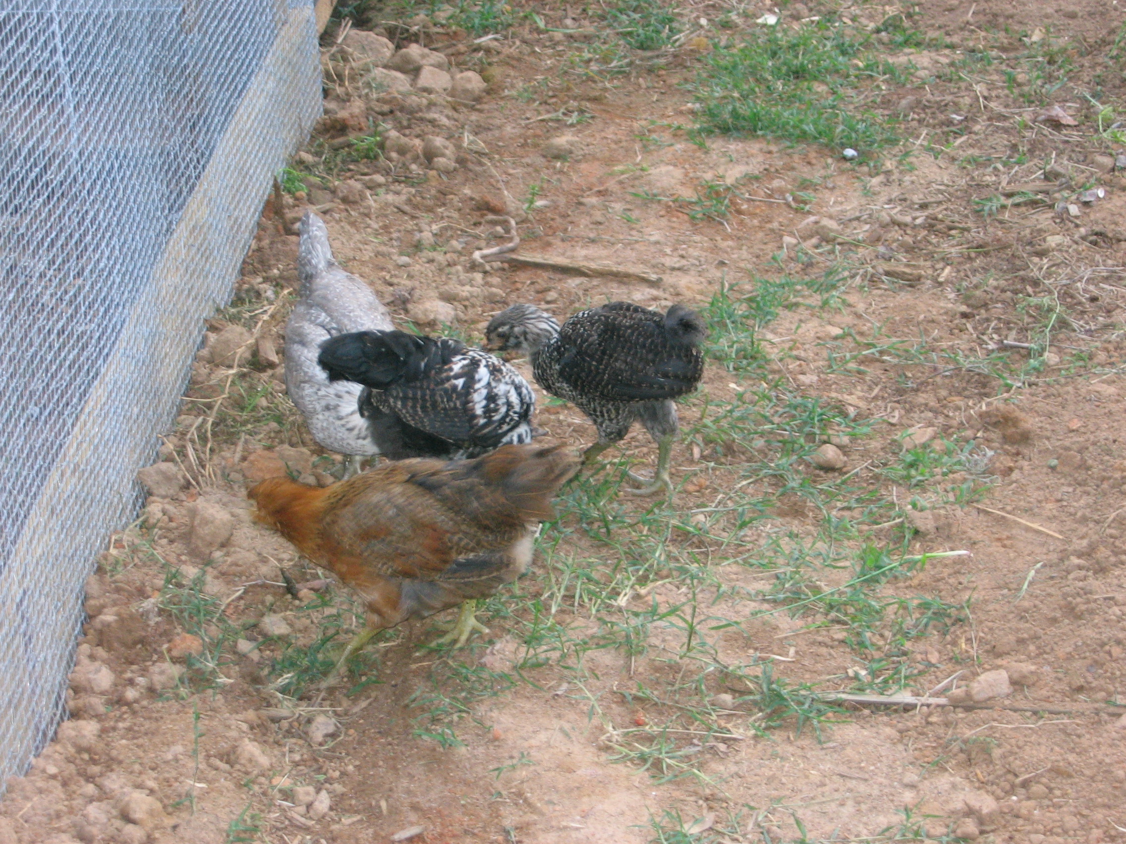 their first venture out of the run