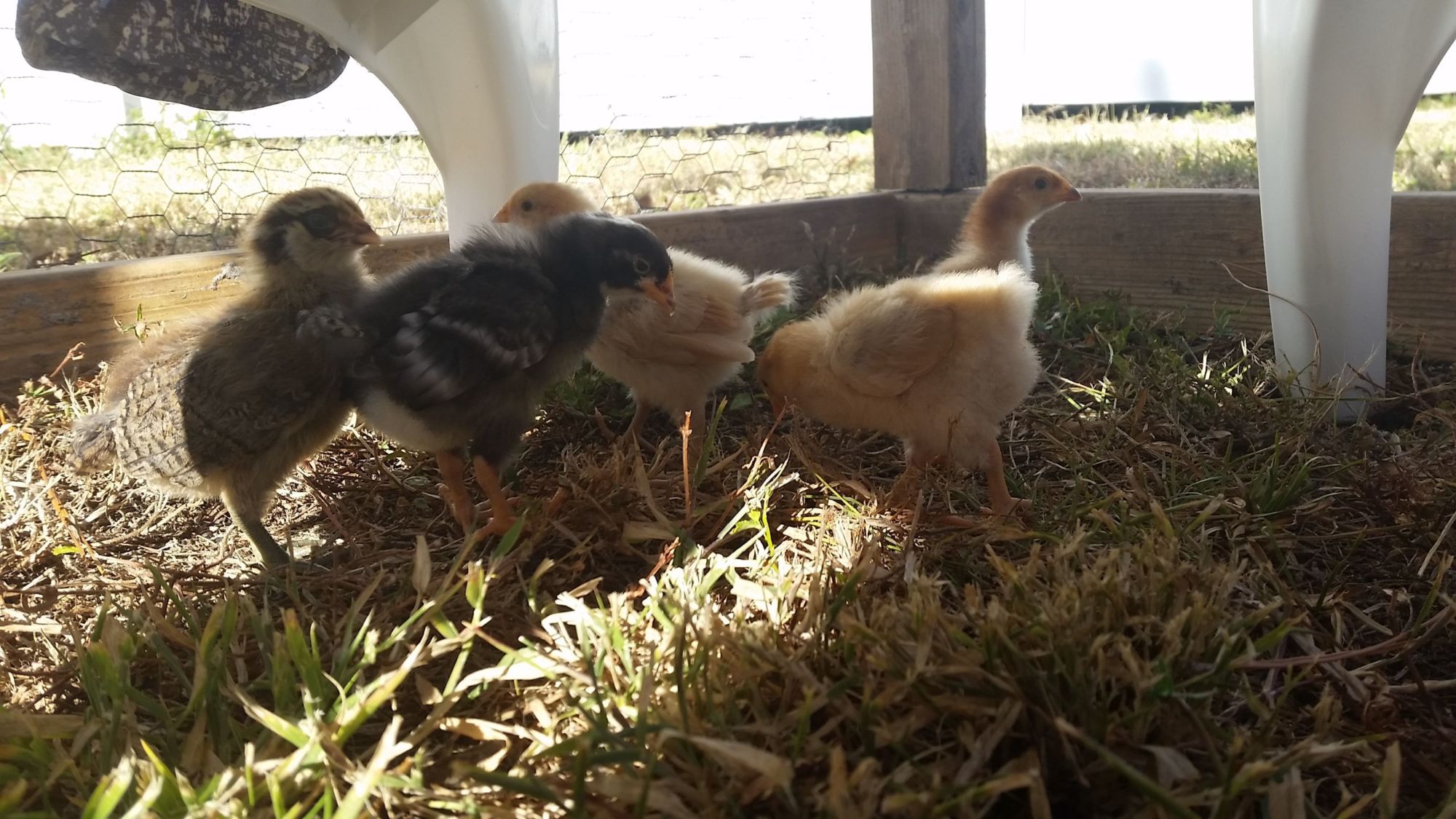 Their first walk outside.