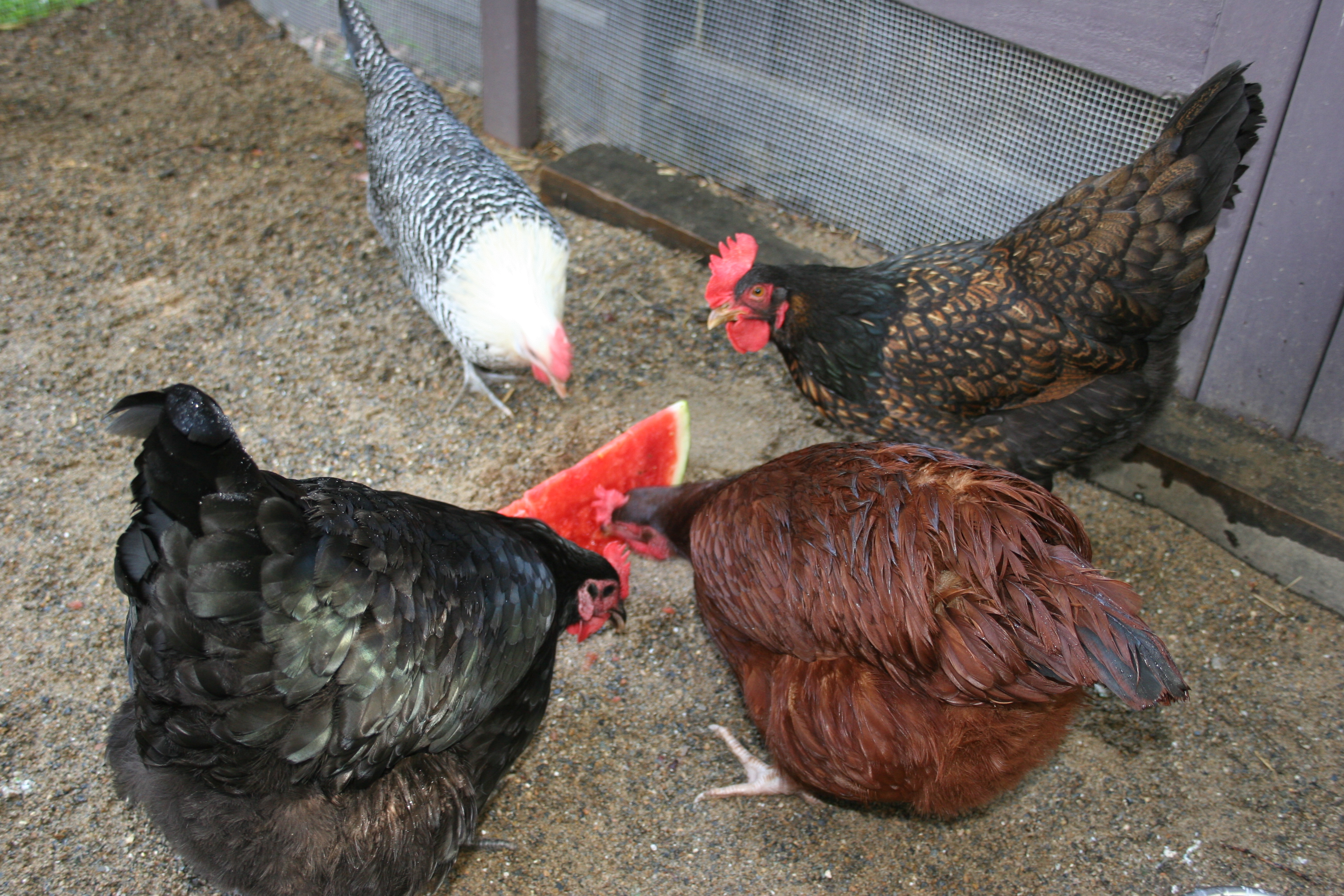 Their first watermelon - aged 30 weeks