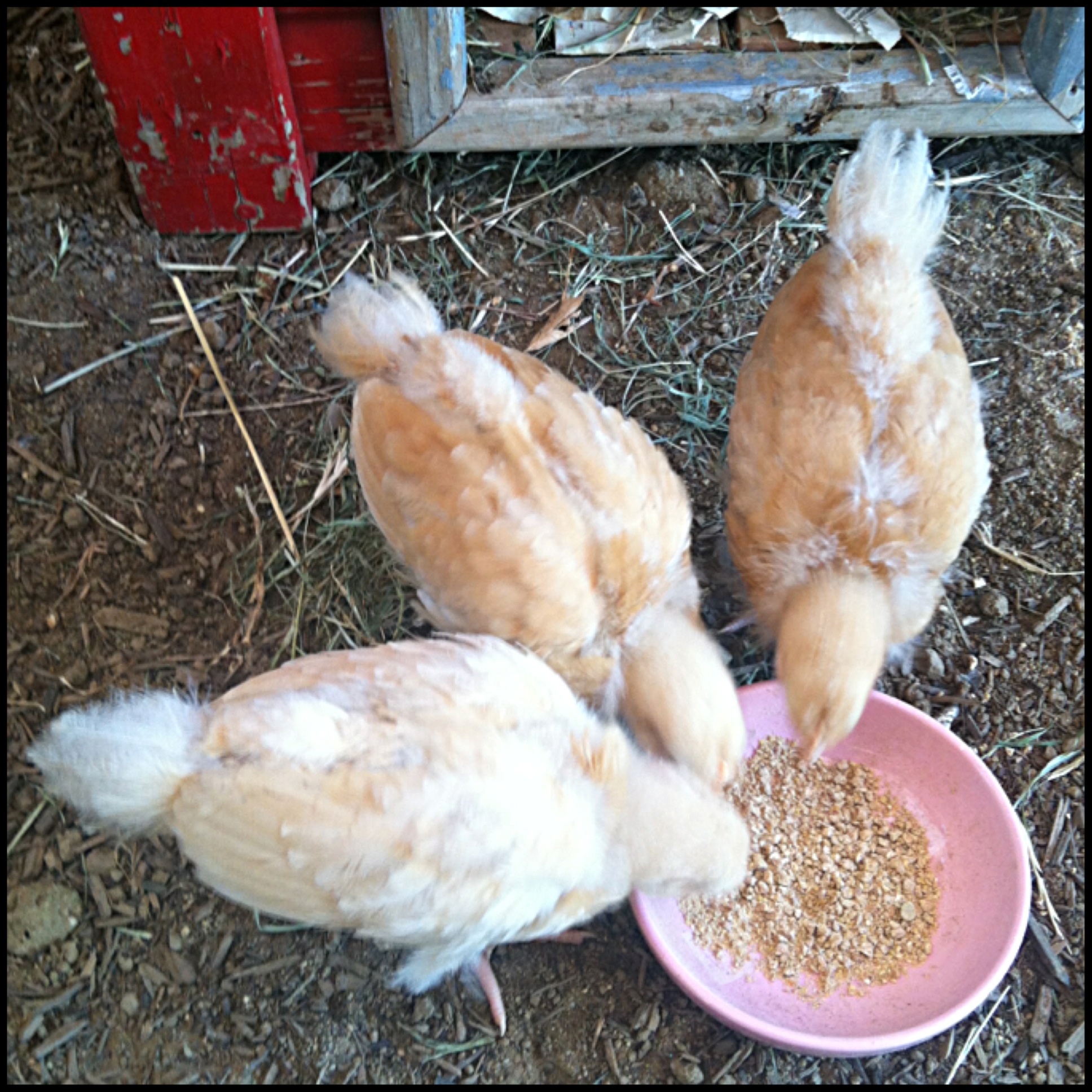 Their gold feathers are starting come in!