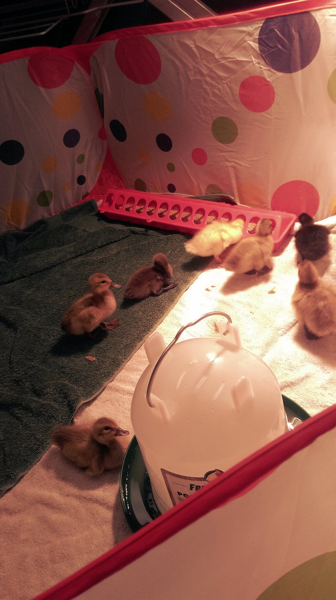 Their little polka dot brooder is so happy :)