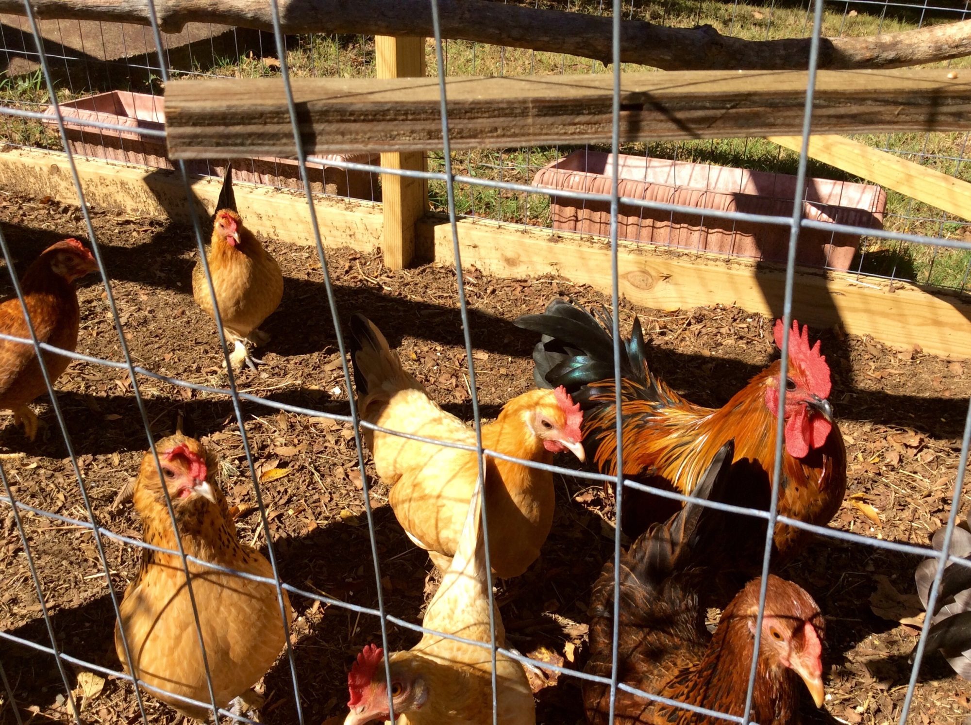 THEIR MORNING "run"!