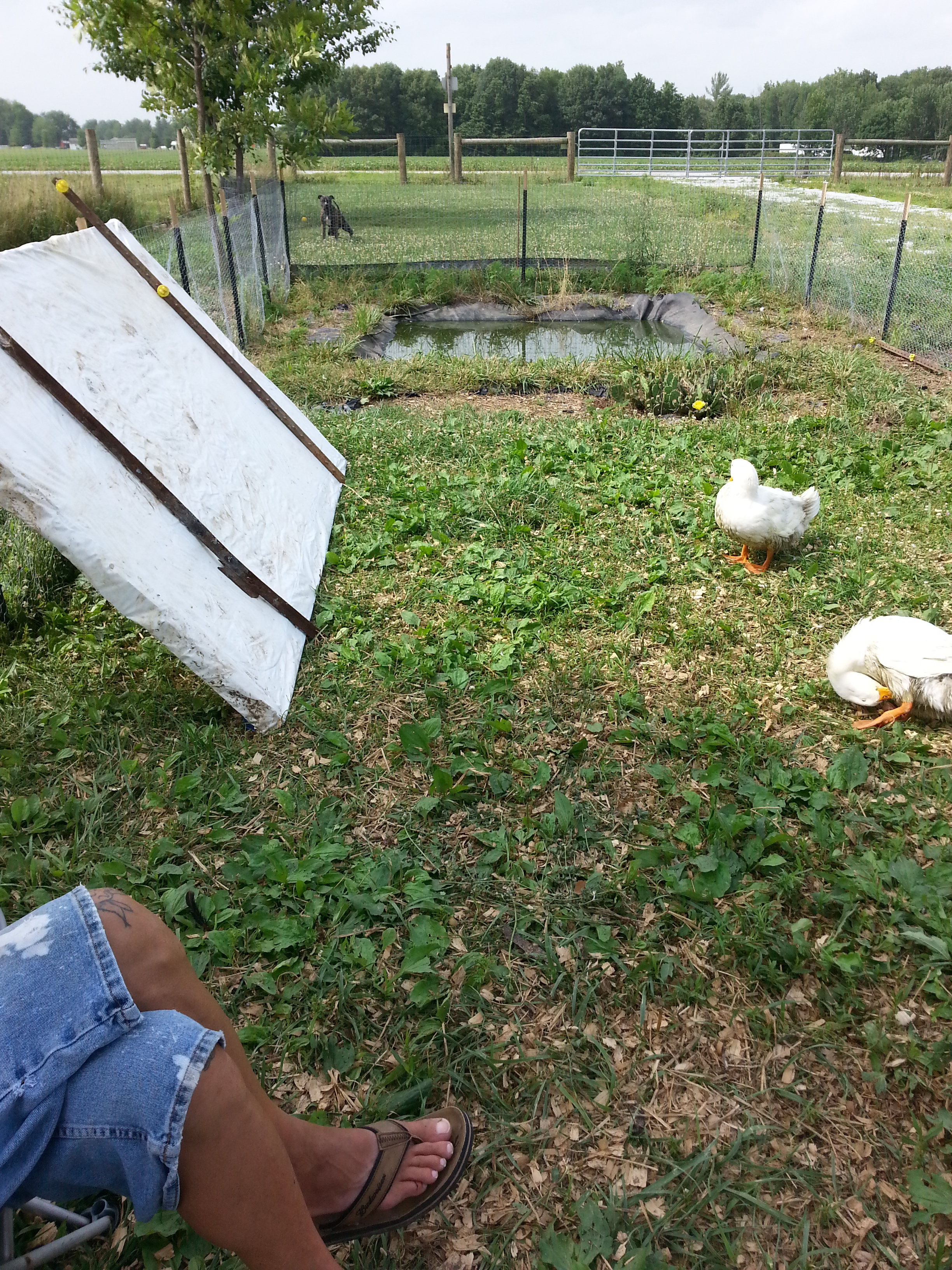 their pond