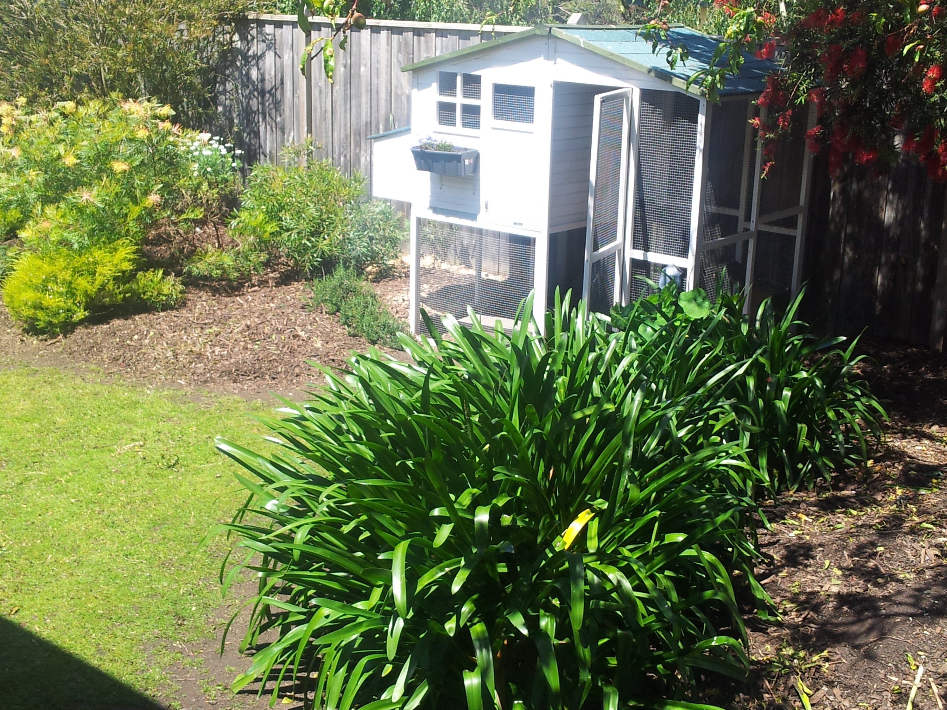 Their sunny yard.