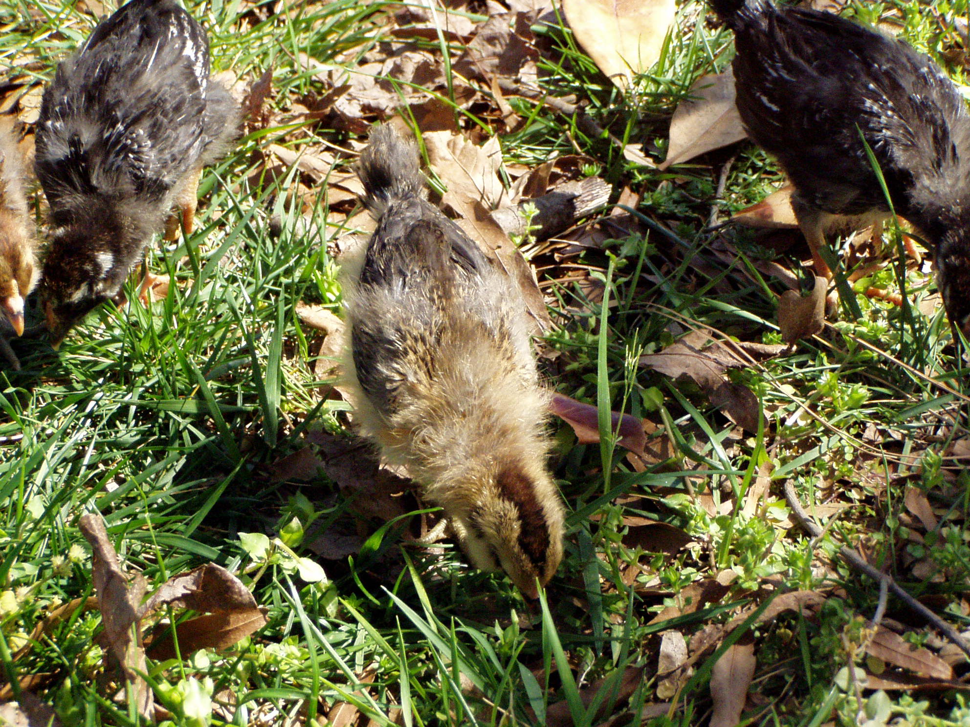 Thelma and company