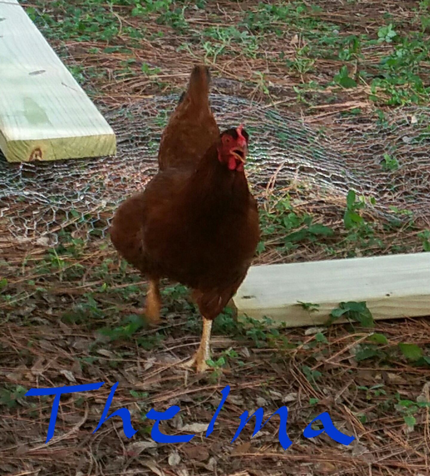 Thelma strutting her stuff!