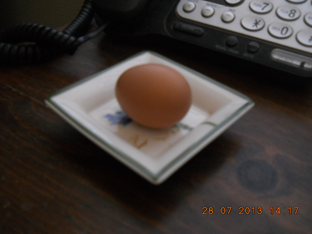 Thelma's egg, so perfect it almost looks fake....what a great girl she is!