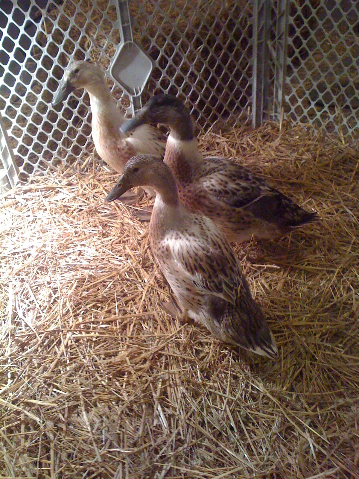 Them at 6 months .