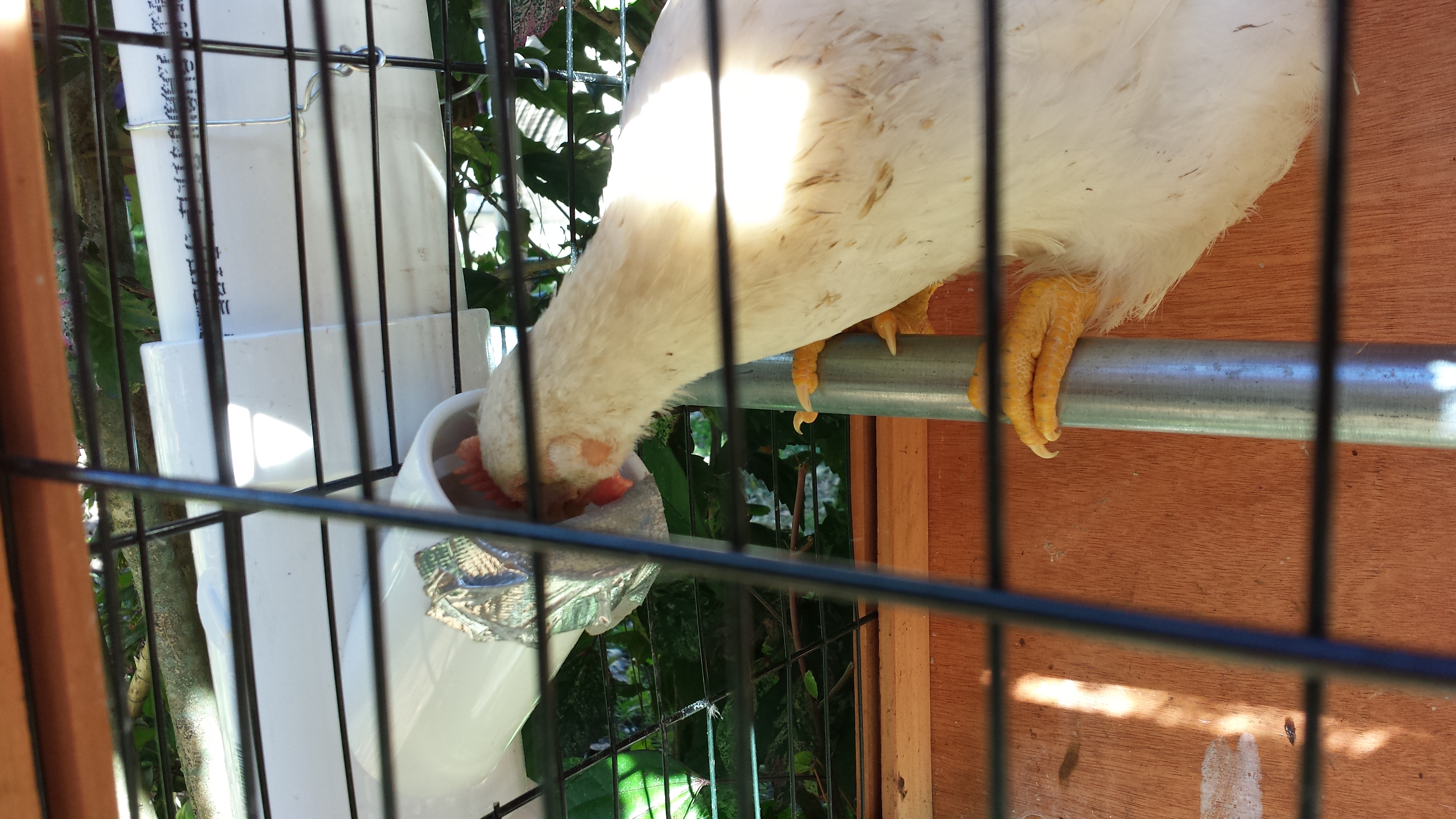 then I installed this feeder for when we go out of town