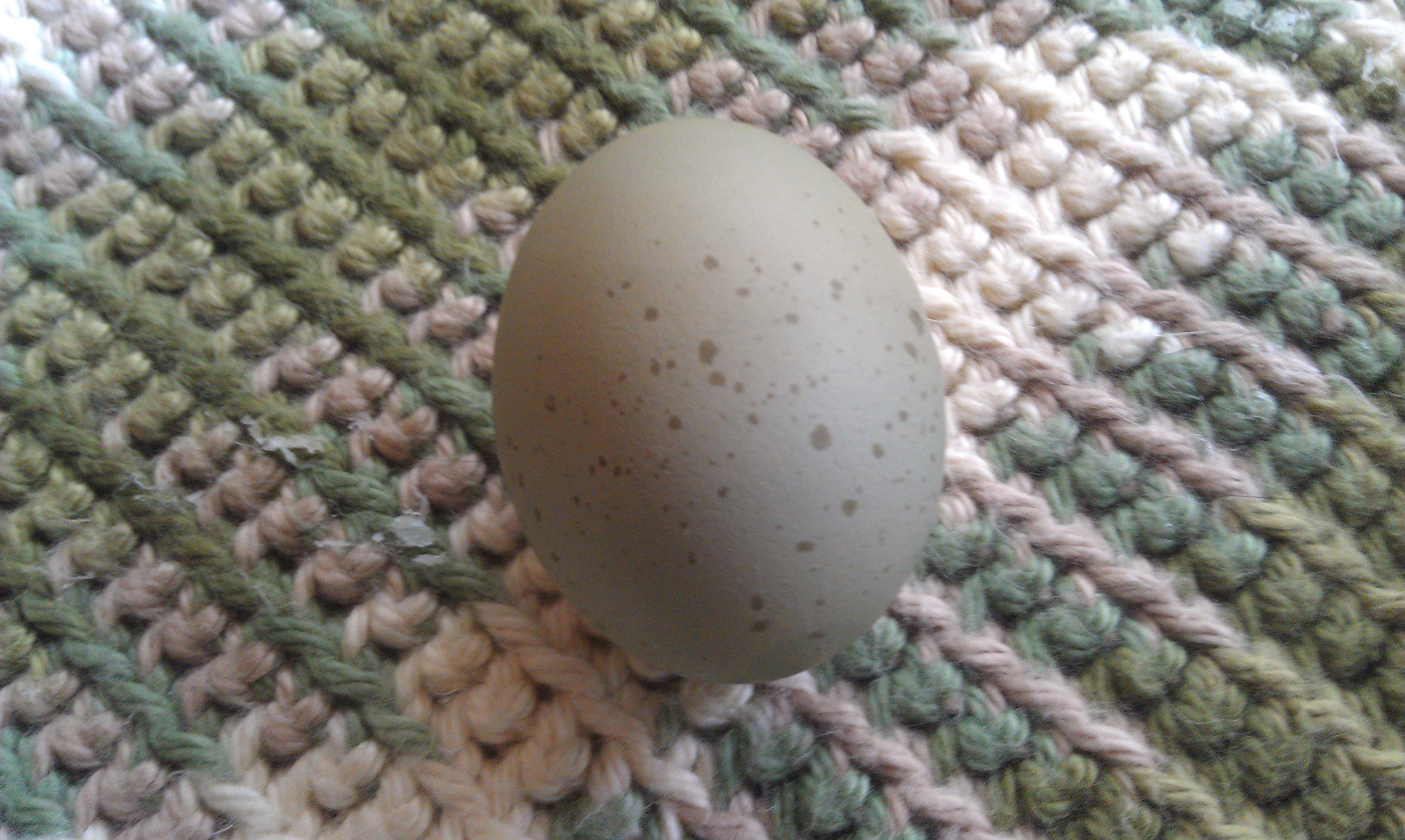 Theodora's Egg