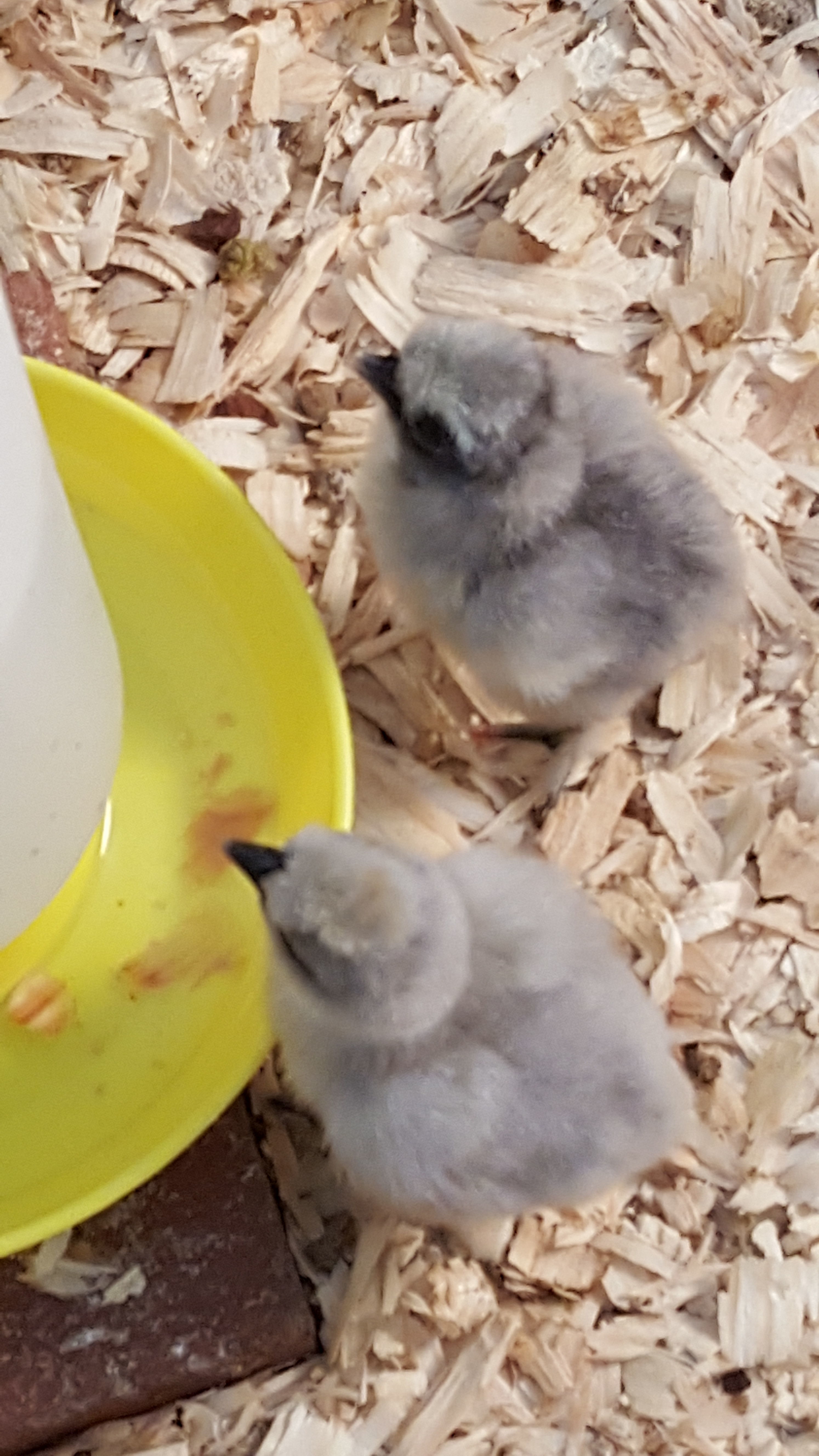 Theodosia and Tetta taking a sip! Thea is the lighter one.