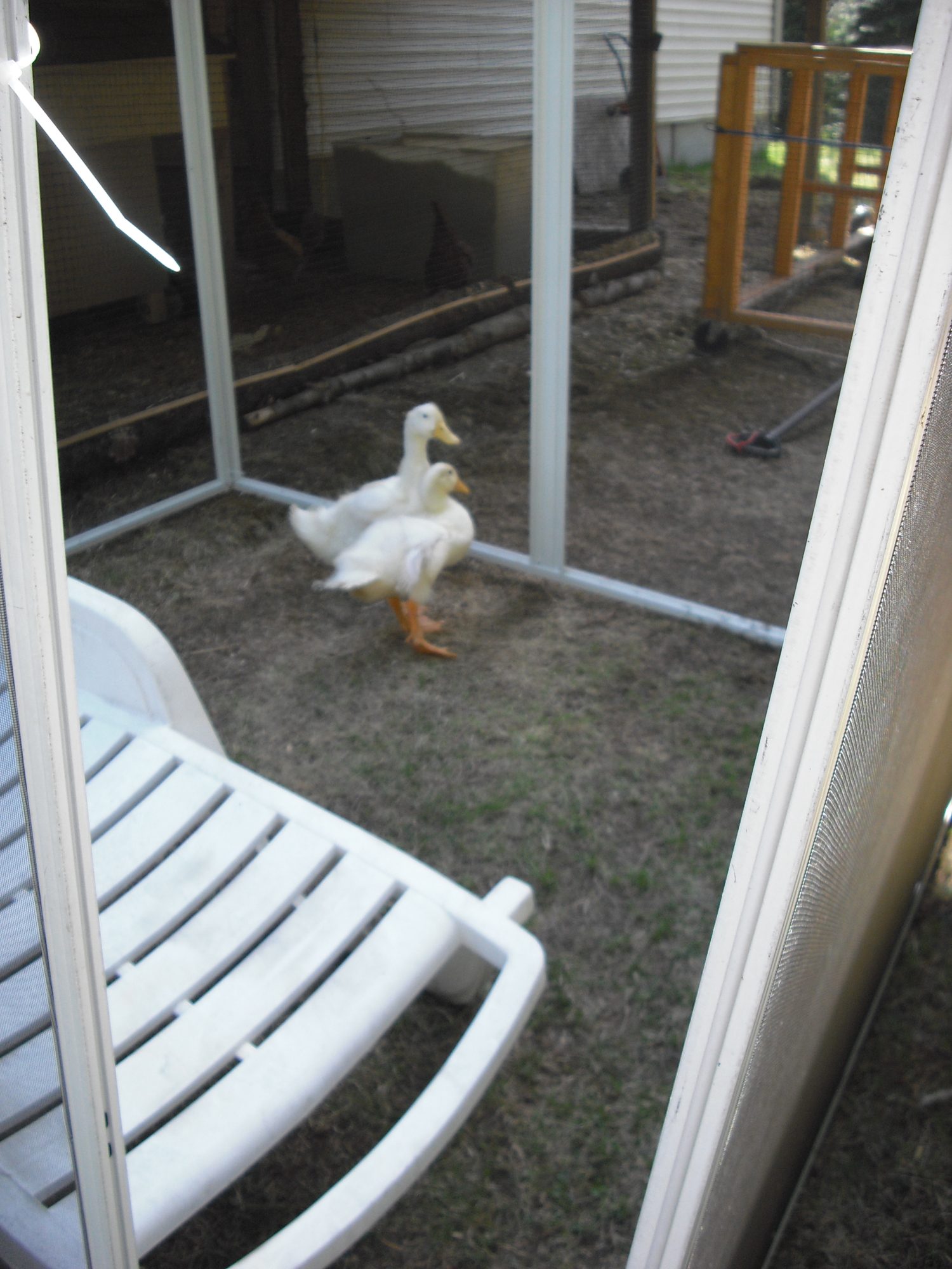 There 5 weeks old now.  This is their outdoor pen at the moment, until Dad is done building their pen!  It's from a screen house that had a plastic roof that broke.  He drilled holes on all corners and on 3 he used zip ties to keep them together.  On  one end he place zip ties loosely and we use a bungee cord to keep it closed.  That's how we enter it and I sit with them while working on my profile ;-)