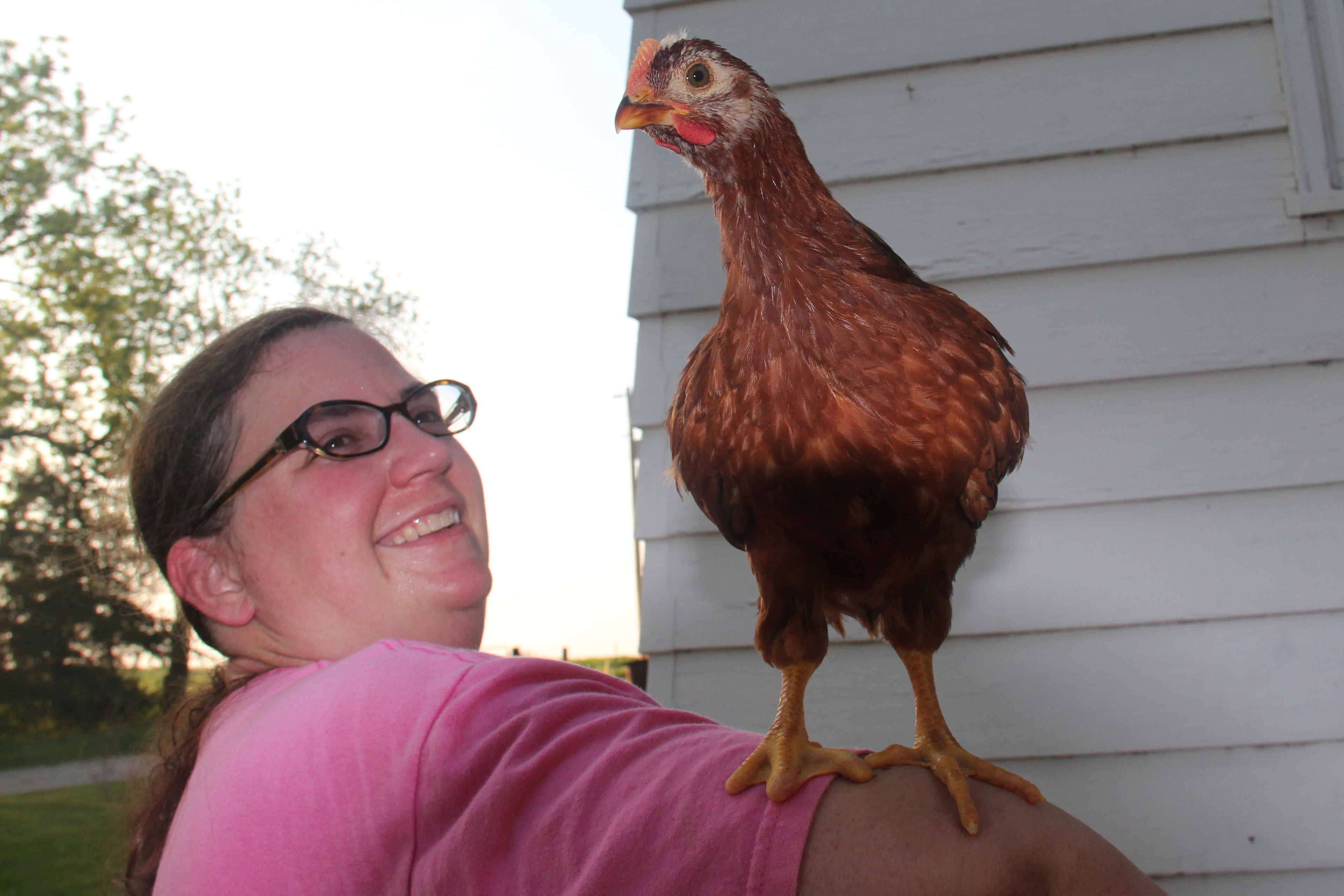There are 2 chicks with toes missing only on one foot, like this one. The other is missing all the toes from both feed and a wing tip is missing.