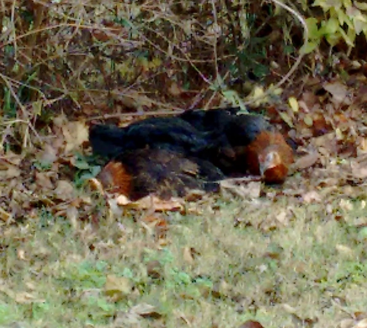 There are 3 BSL's here in this pile!