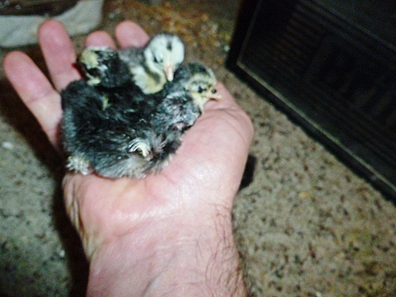 There are 5 newly hatched 2014 chicks in my hand, we have some small chicks hatching, some of the smallest eggs we have every been able to hatch as well.

To us SIZE does matter :} We don't breed big serama our goal is all breeders 250-350 grams.