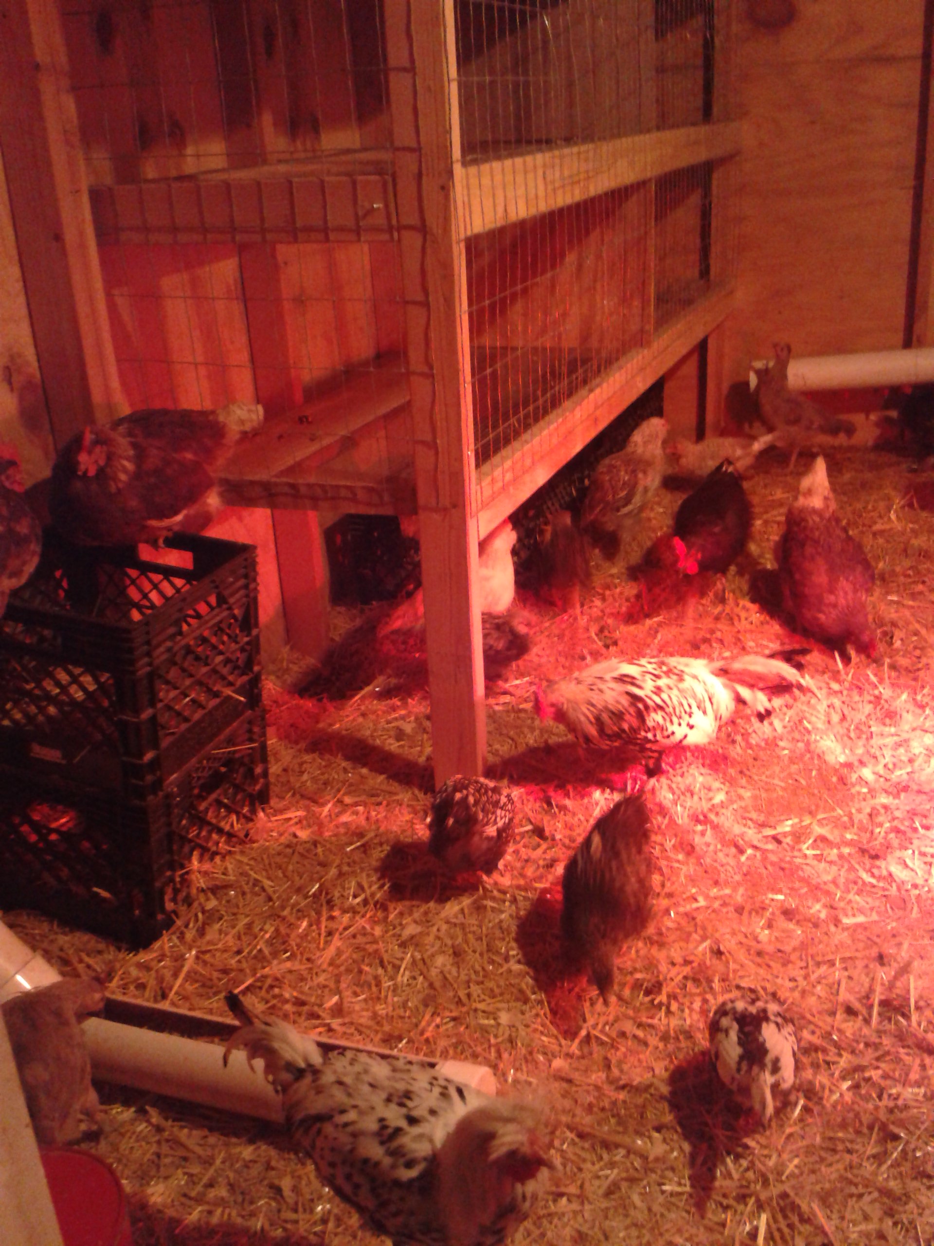 There are holding cages on the left of my egg-layer coop in case I have a bird that is acting weird or aggressive. I can temporarily hold birds or use the cages for small bantam breeding. The cages are now automatically watered using a 5 gallon bucket and drinking cups.