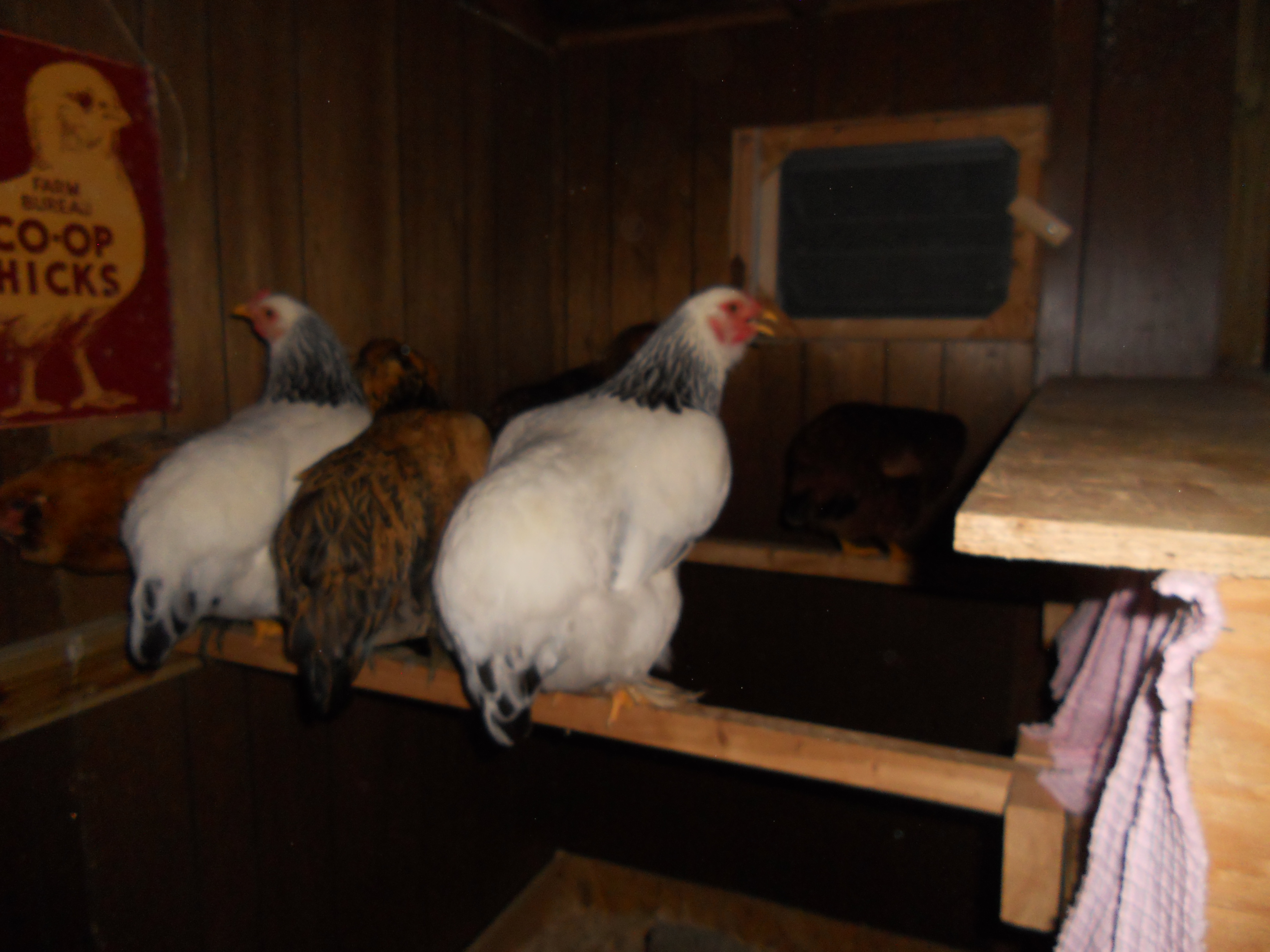 There are two roosts set at the same heights to avoid fighting and are removable. A window on either side provides air circulation/venting along with an electric fan.