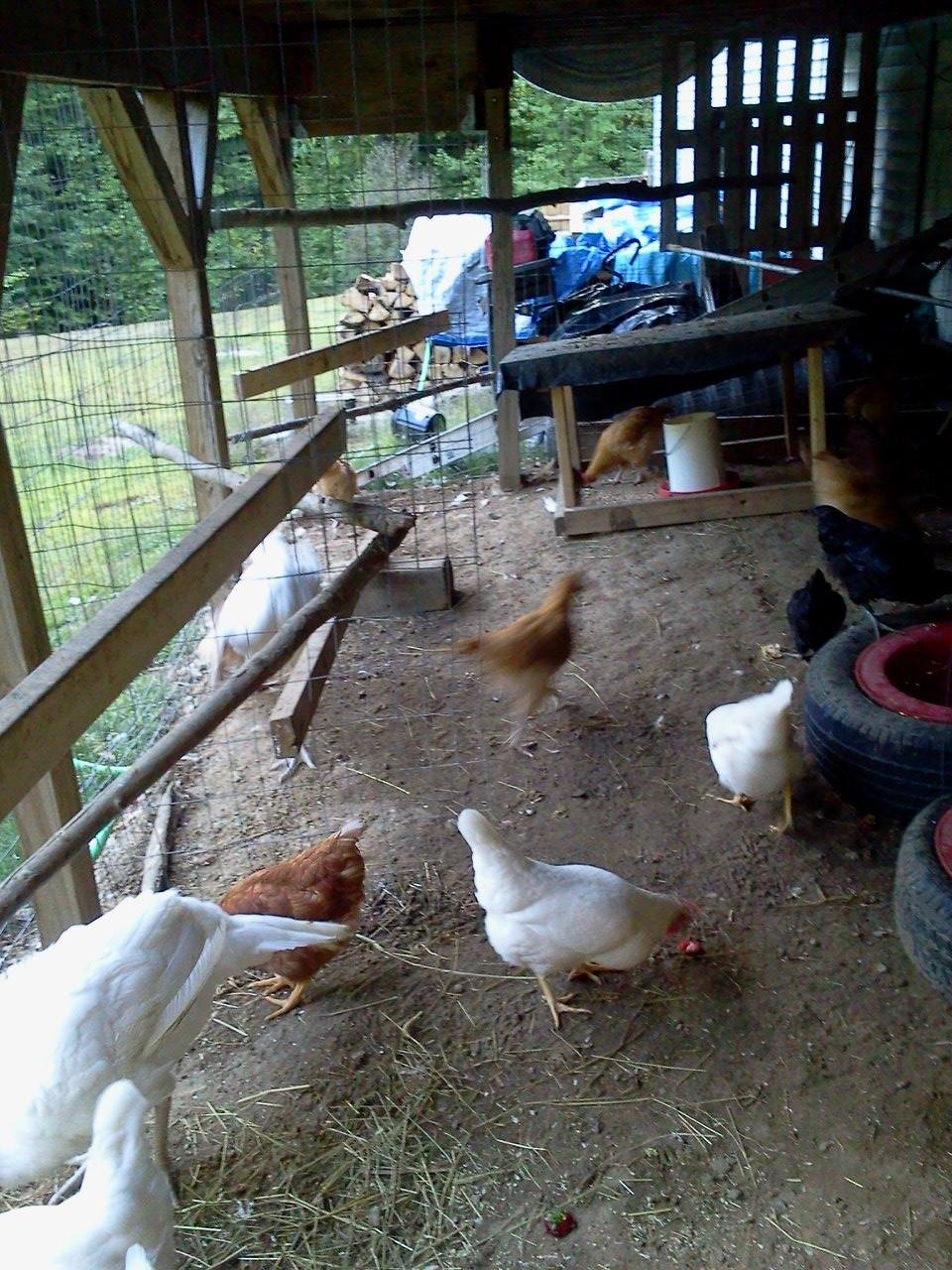 *
There are two turkeys in there that we raised for food. Our chickens will never be slaughtered.