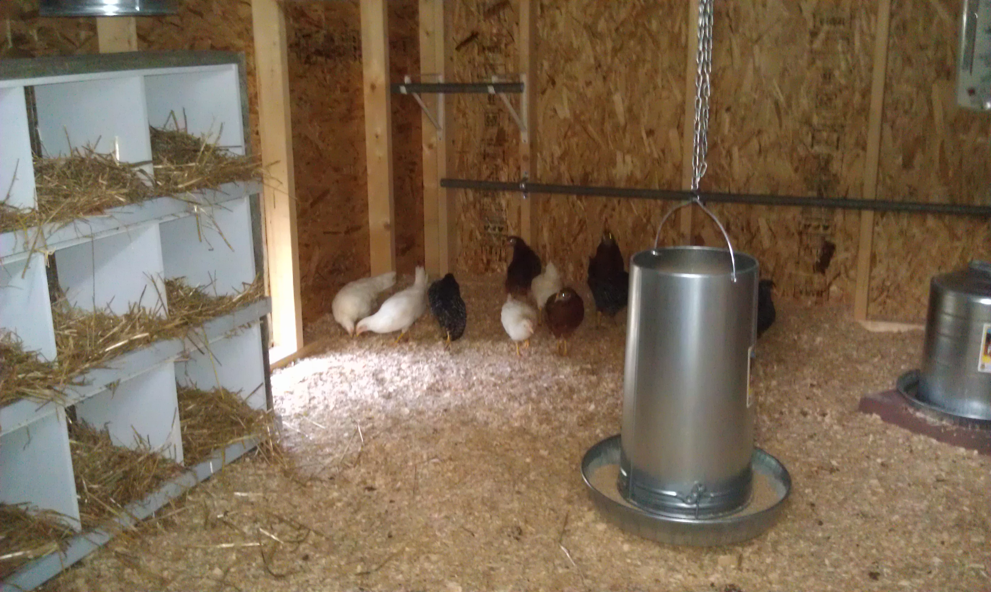 there first day home....I have moved the roosts to the top now