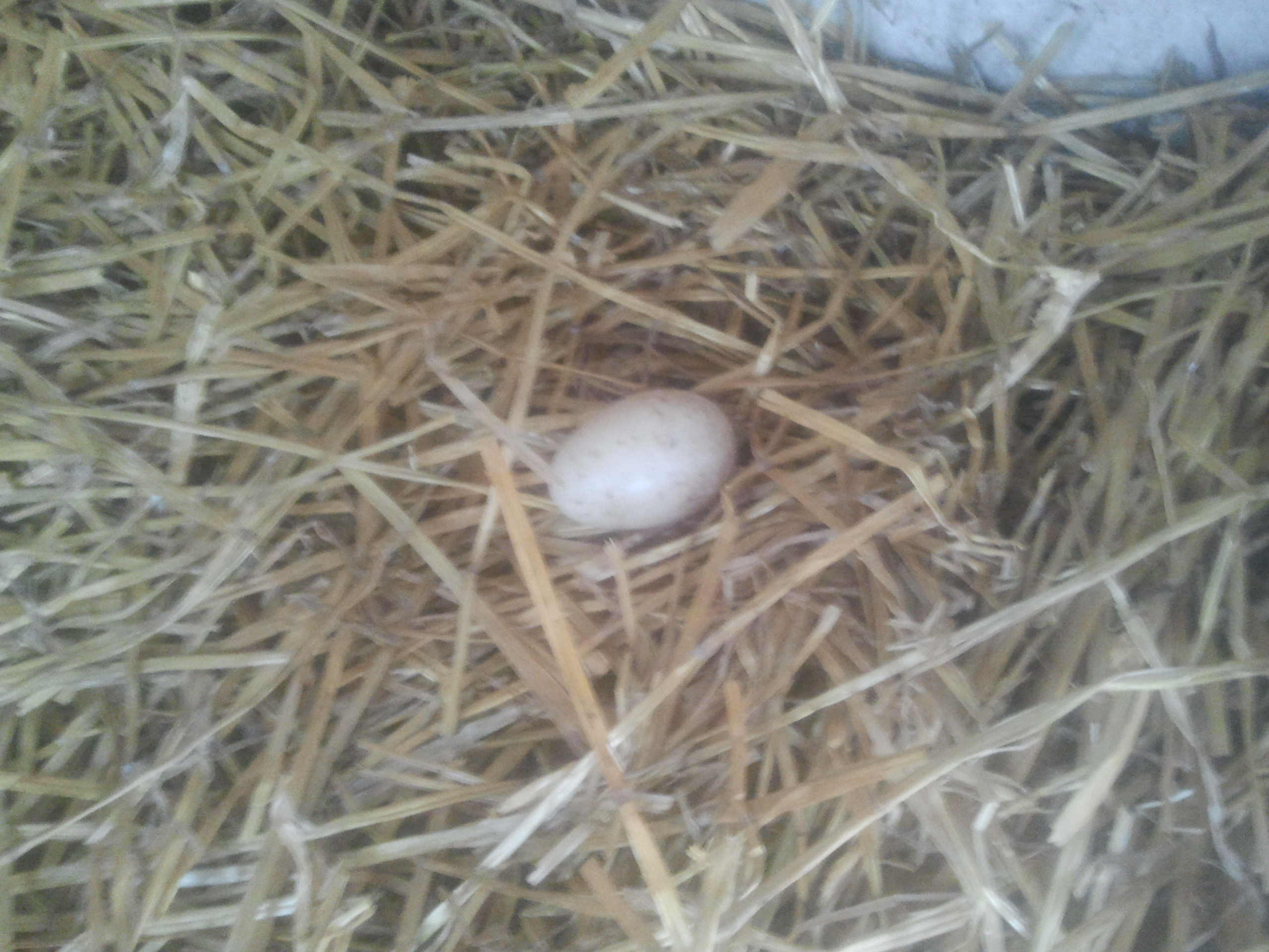 There first egg