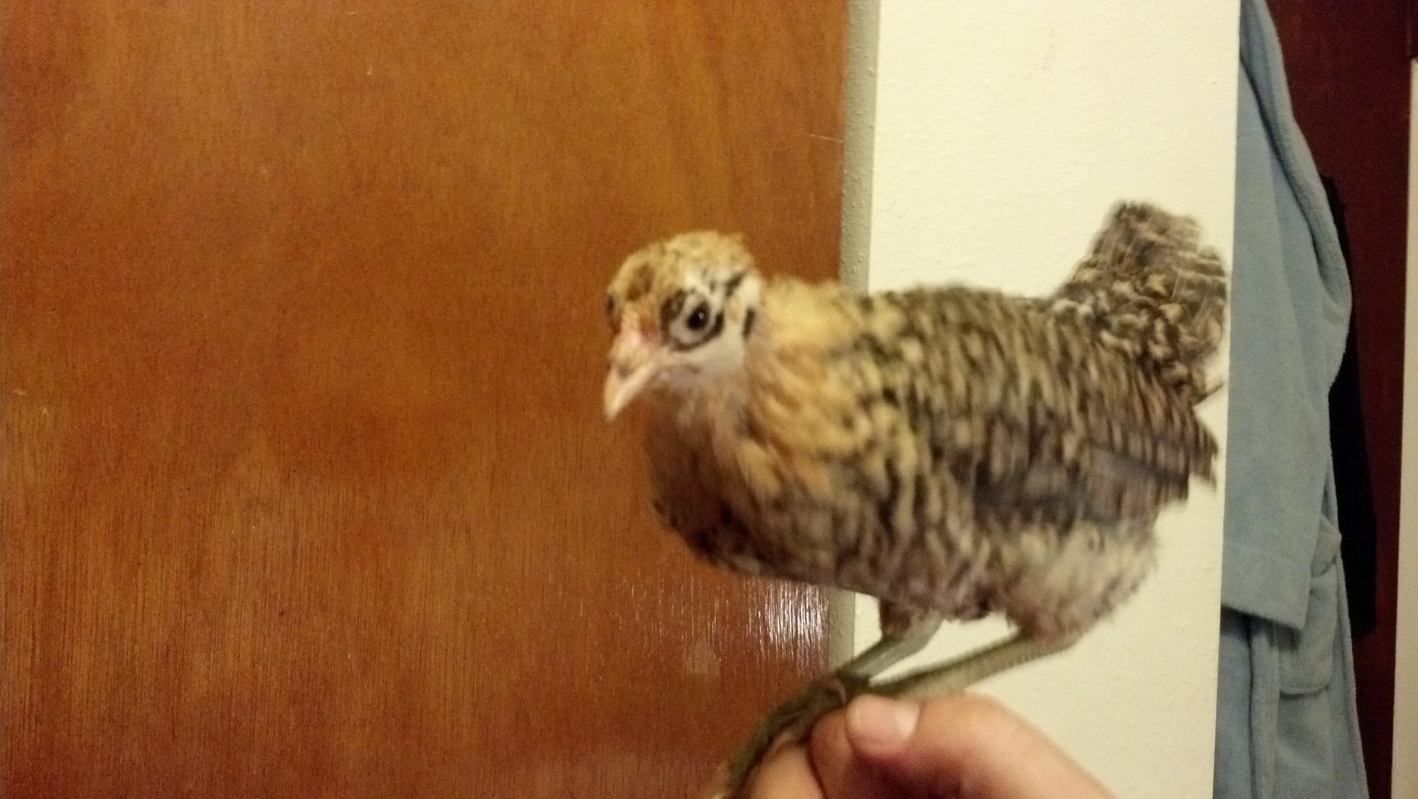 There getting big