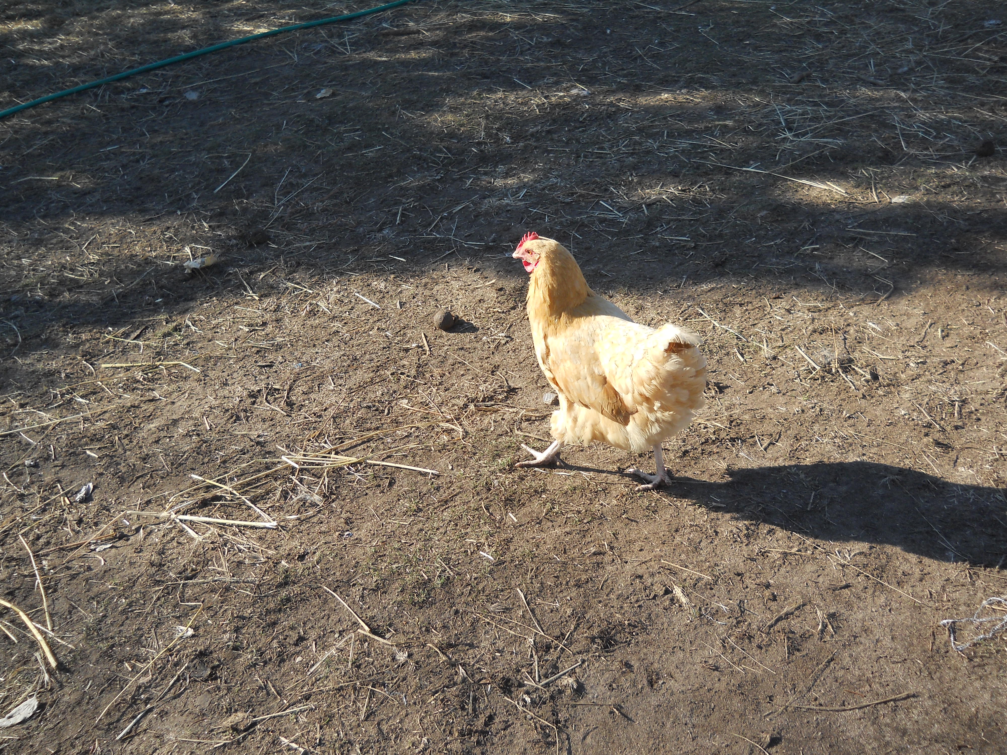 there goes Chrystal after Lucy that just found a mouse nest....