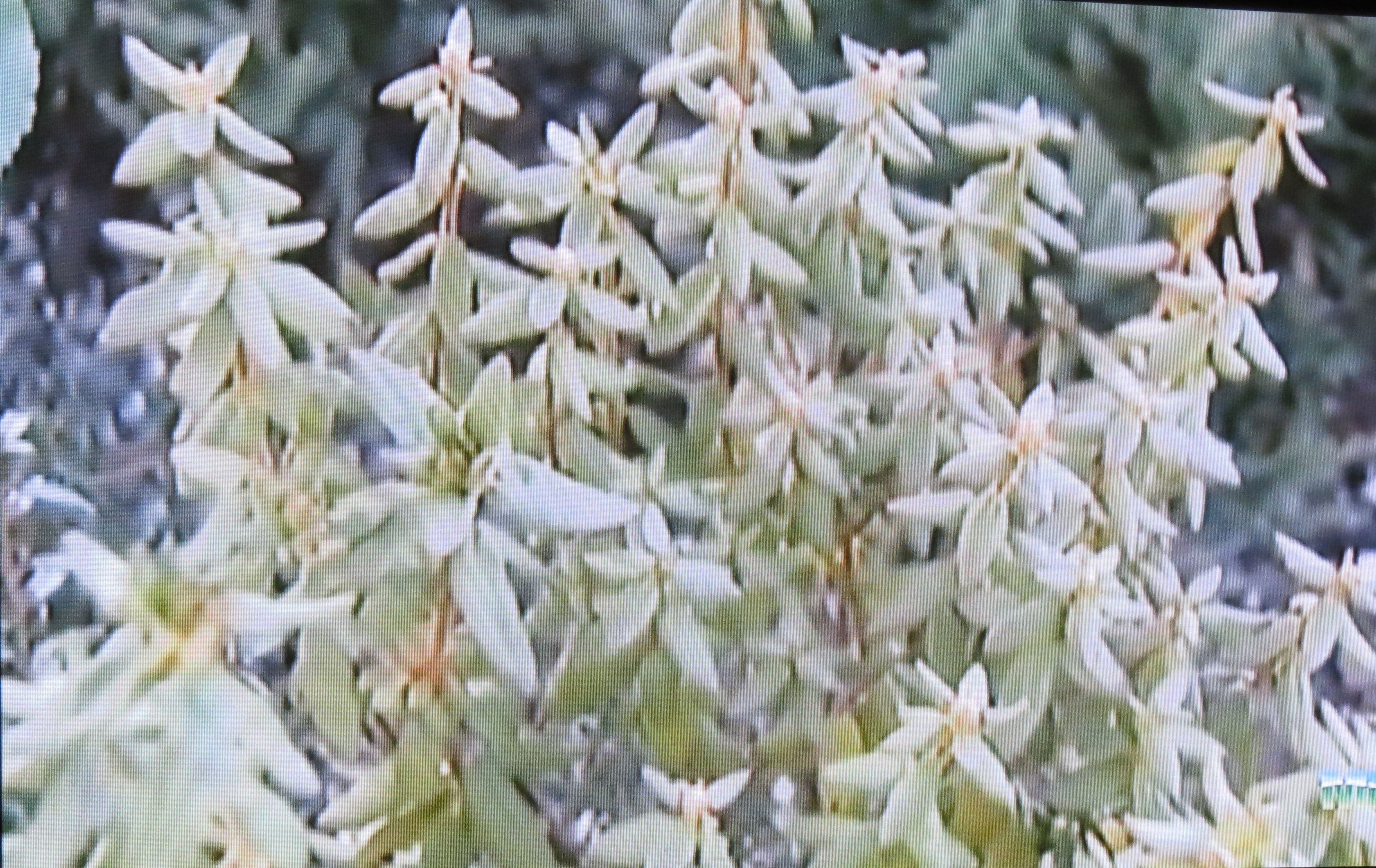 There is a great variety of alpine flora on Mt. Washington.  All of them have learn to survive in harsh weather conditions found at high altitudes