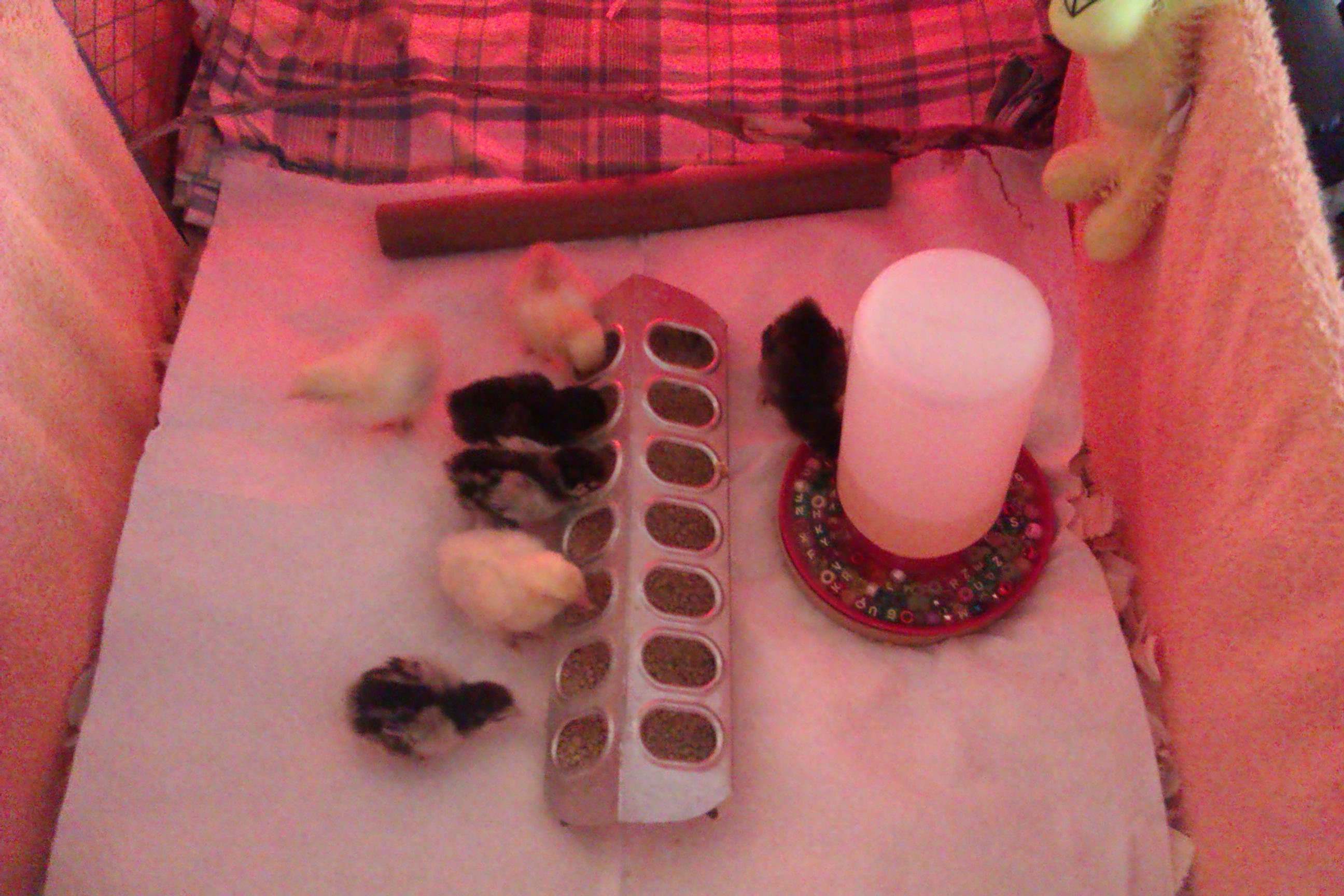 There is a large dowel and a natural twig above it so they can learn to roost.