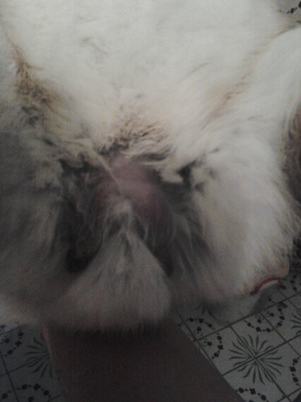 There is a sack that is half my fingers lenght on each side of the white tuff. Pink and greyish colored. Male? If not im laughing at my nephews.
