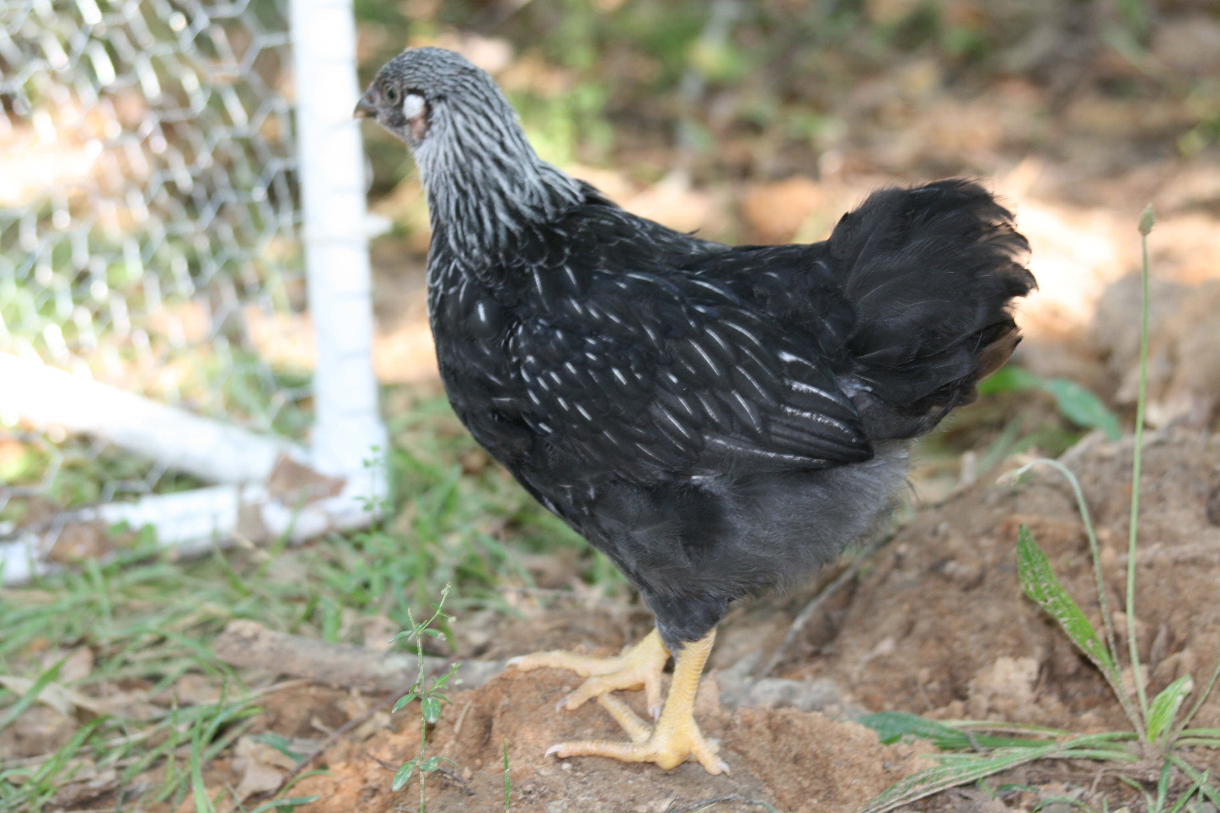 There is a white feather on the wing hiding under there.