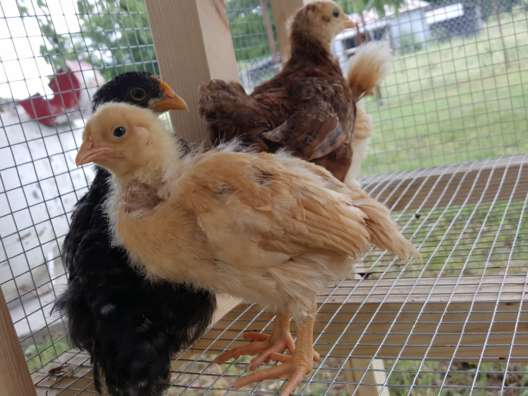 There is Darla in the front, Trixi, then Mabel.