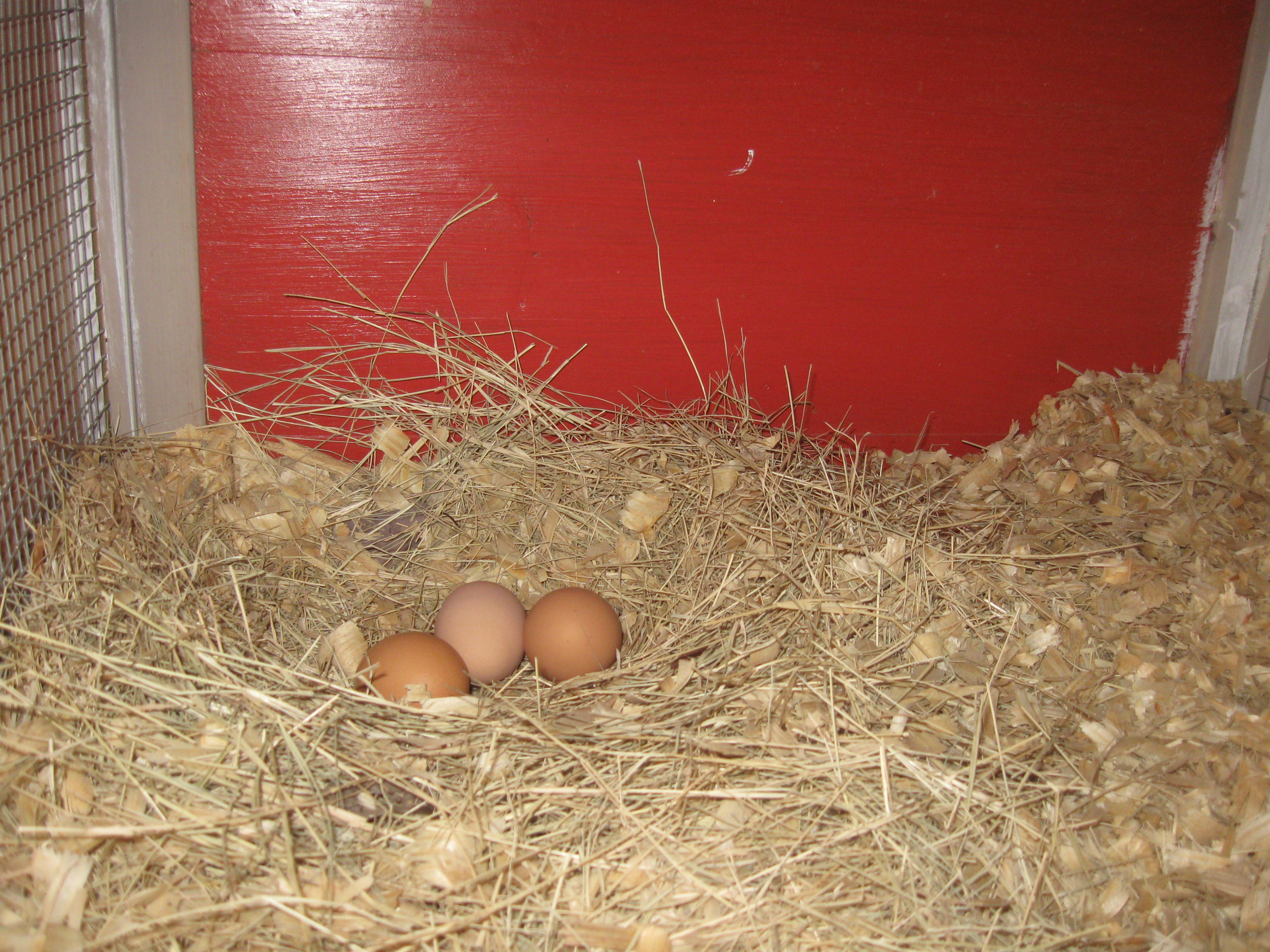 There is now a second nest box downstairs. It doesn't have a lid like the one upstairs, but the girls made a nest so it's a nest box.