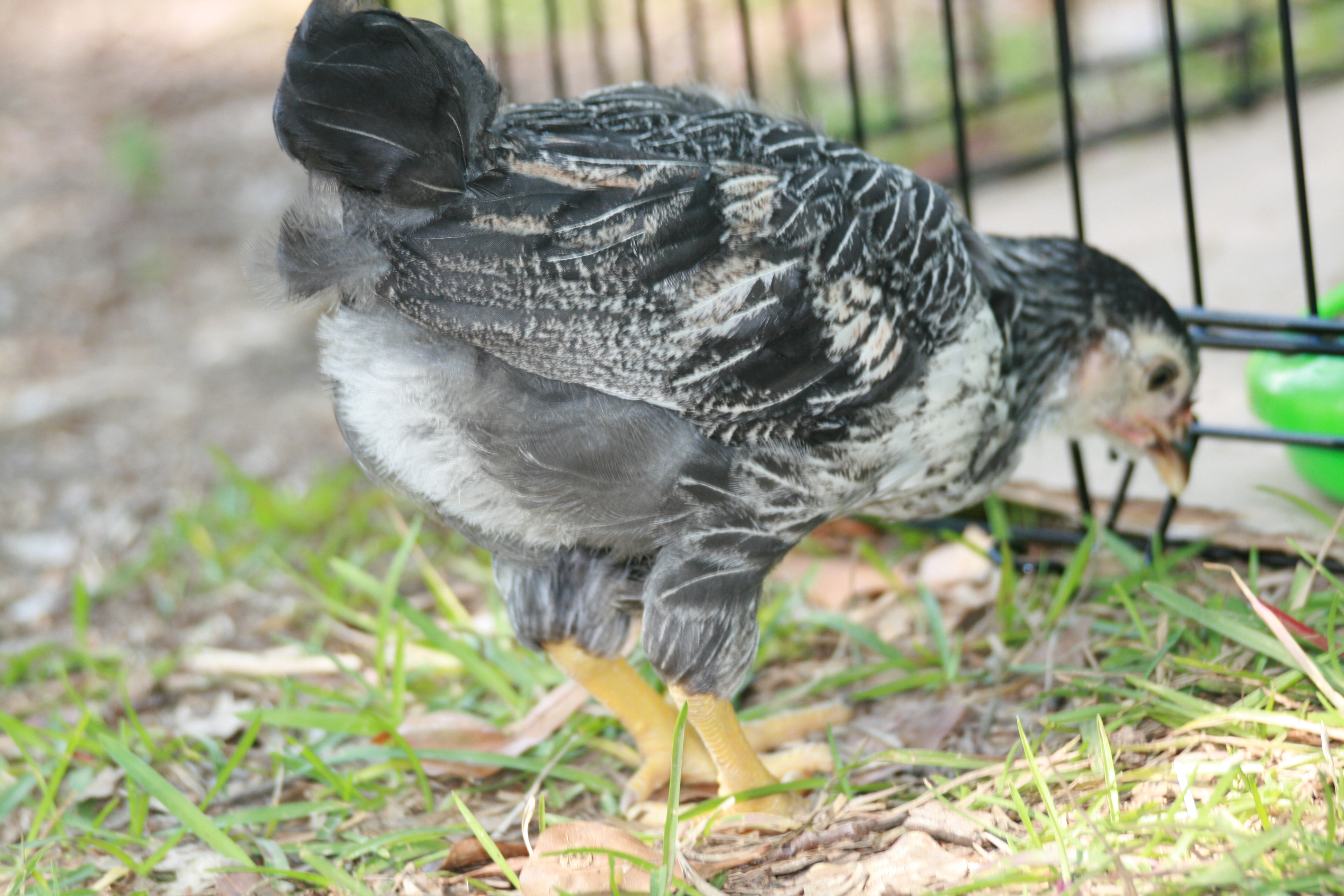 There is some brown coming out in some of the feathers.