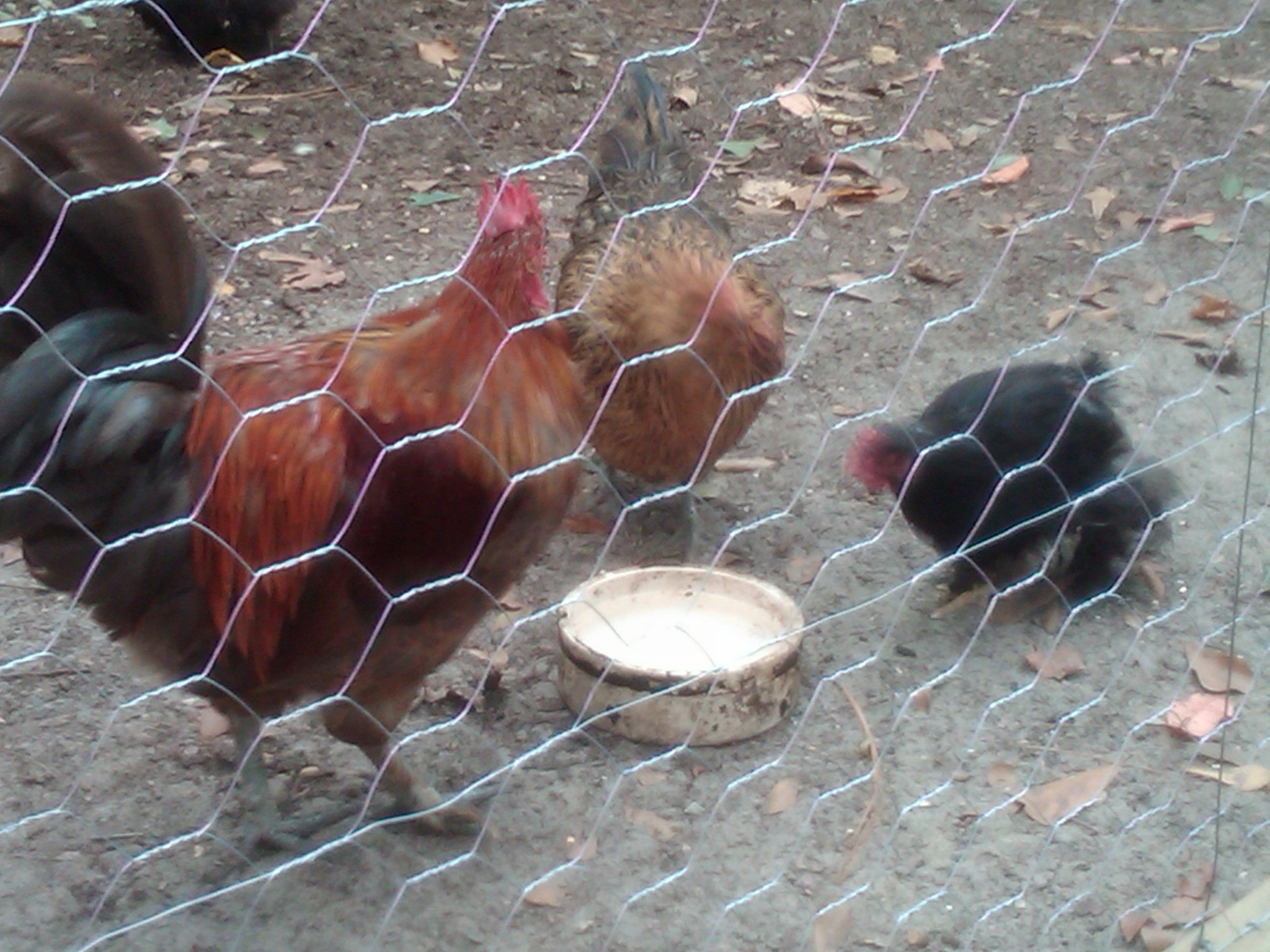 There is the lovely Bantam rooster we got to keep those 2 bantam hens company.  Chickens sure are hard to photograph with a cell phone.  Most of my pictures they all turned out blurry.  Future pics to be taken with a digital camera to eliminate this problem.