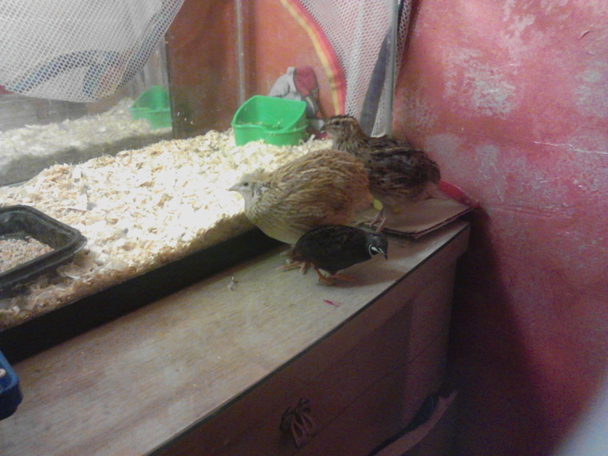 There they all are walking along my dresser.