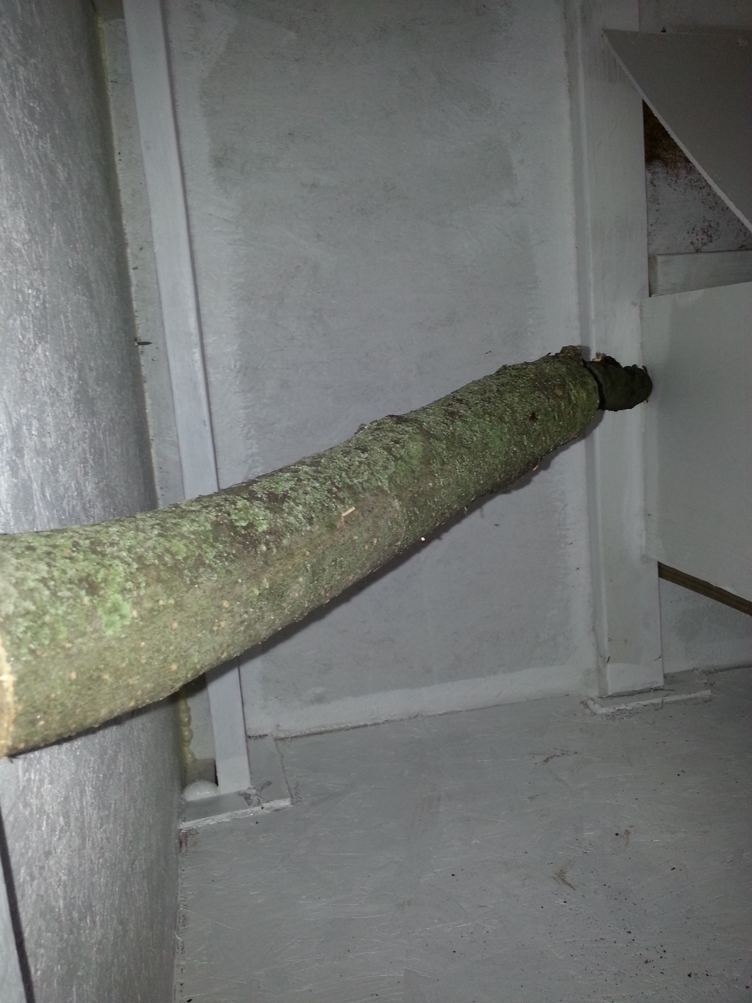 There was enough room in corner for a tree branch roost