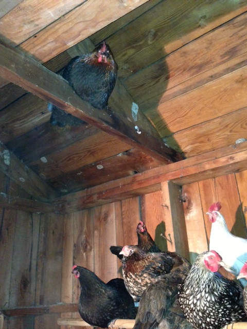 there's always one non-conformist in the bunch!