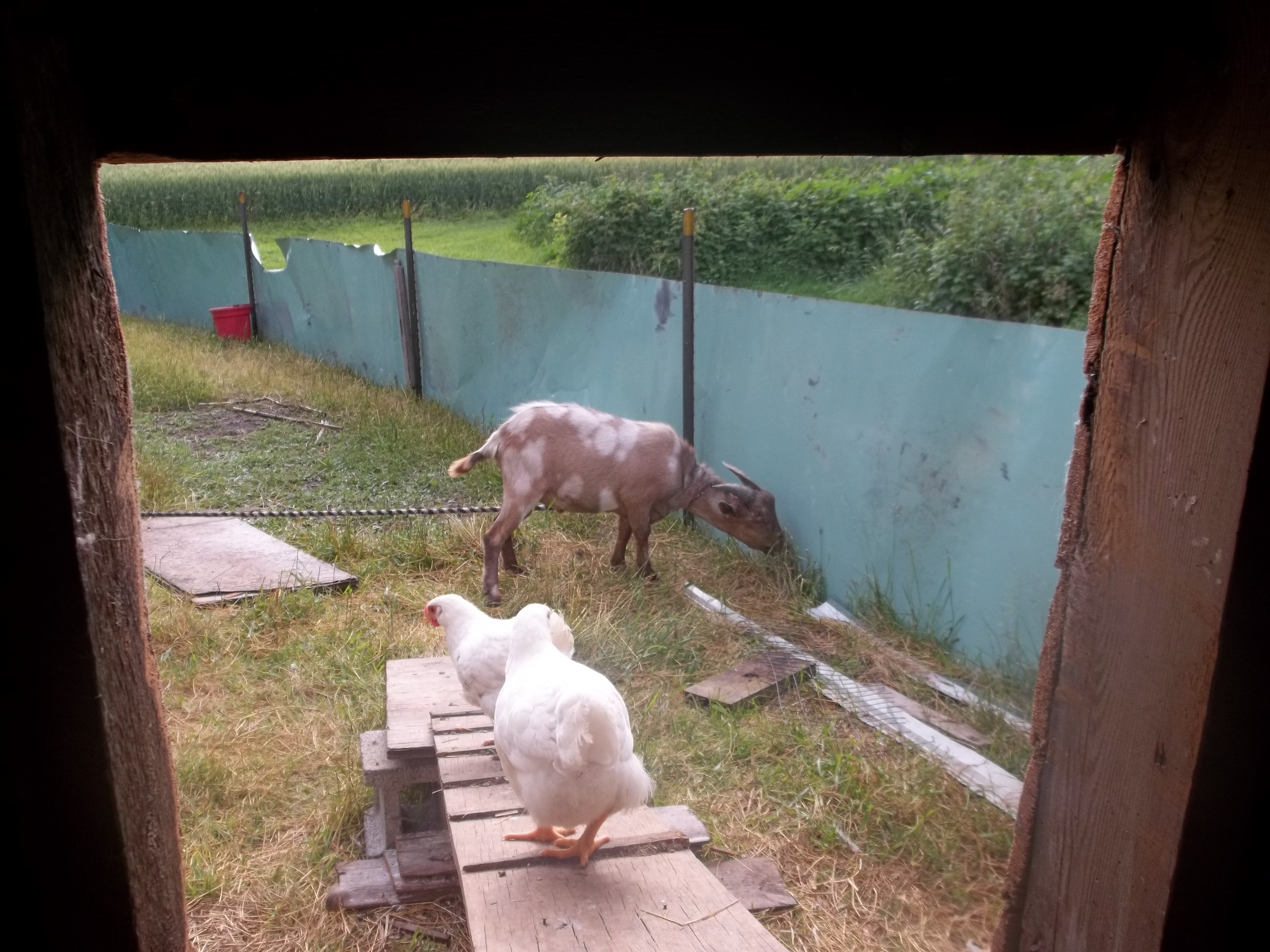 Theres Billy the Goat. LOL
