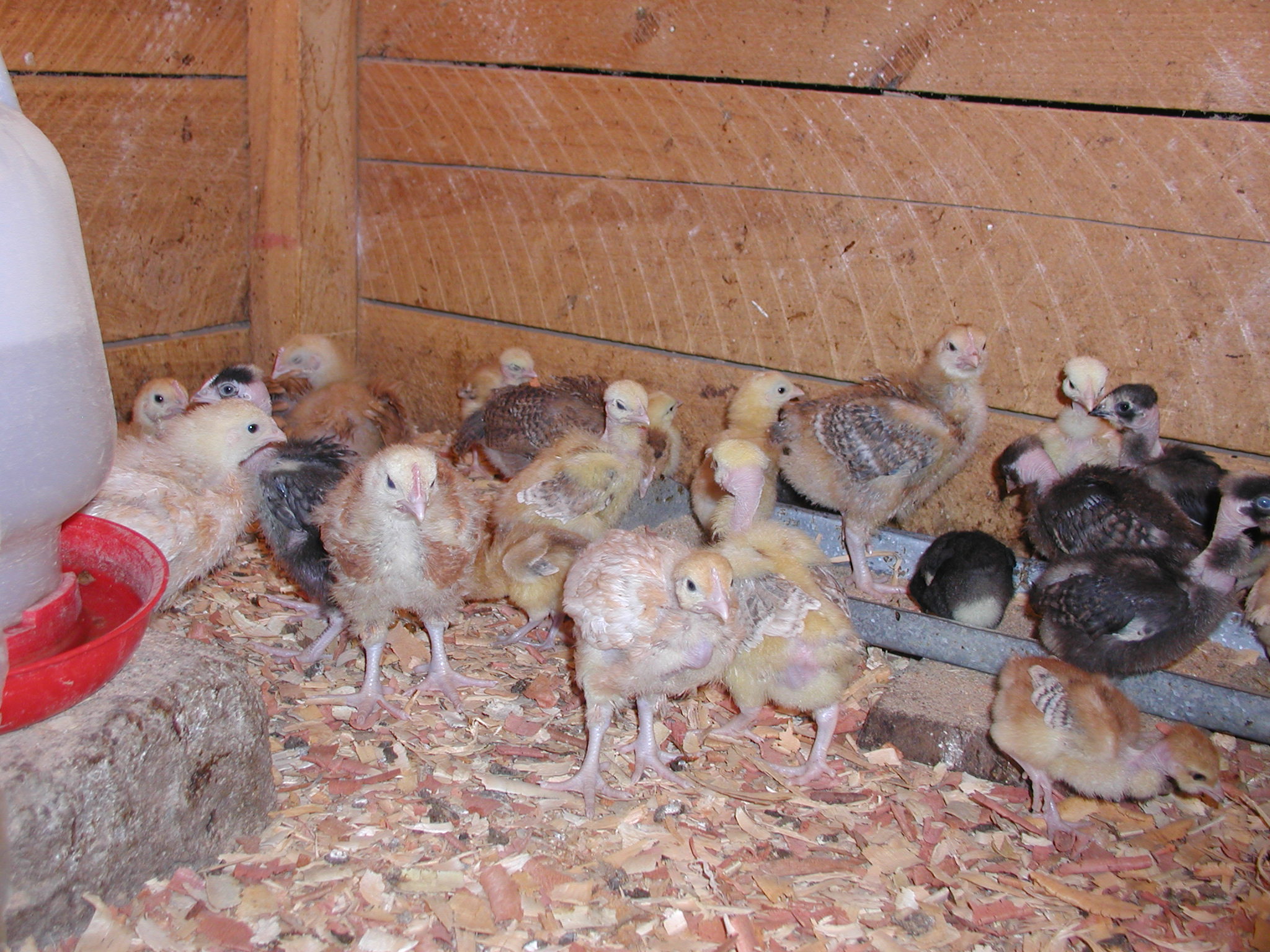thes are some of what we get during the hatching times