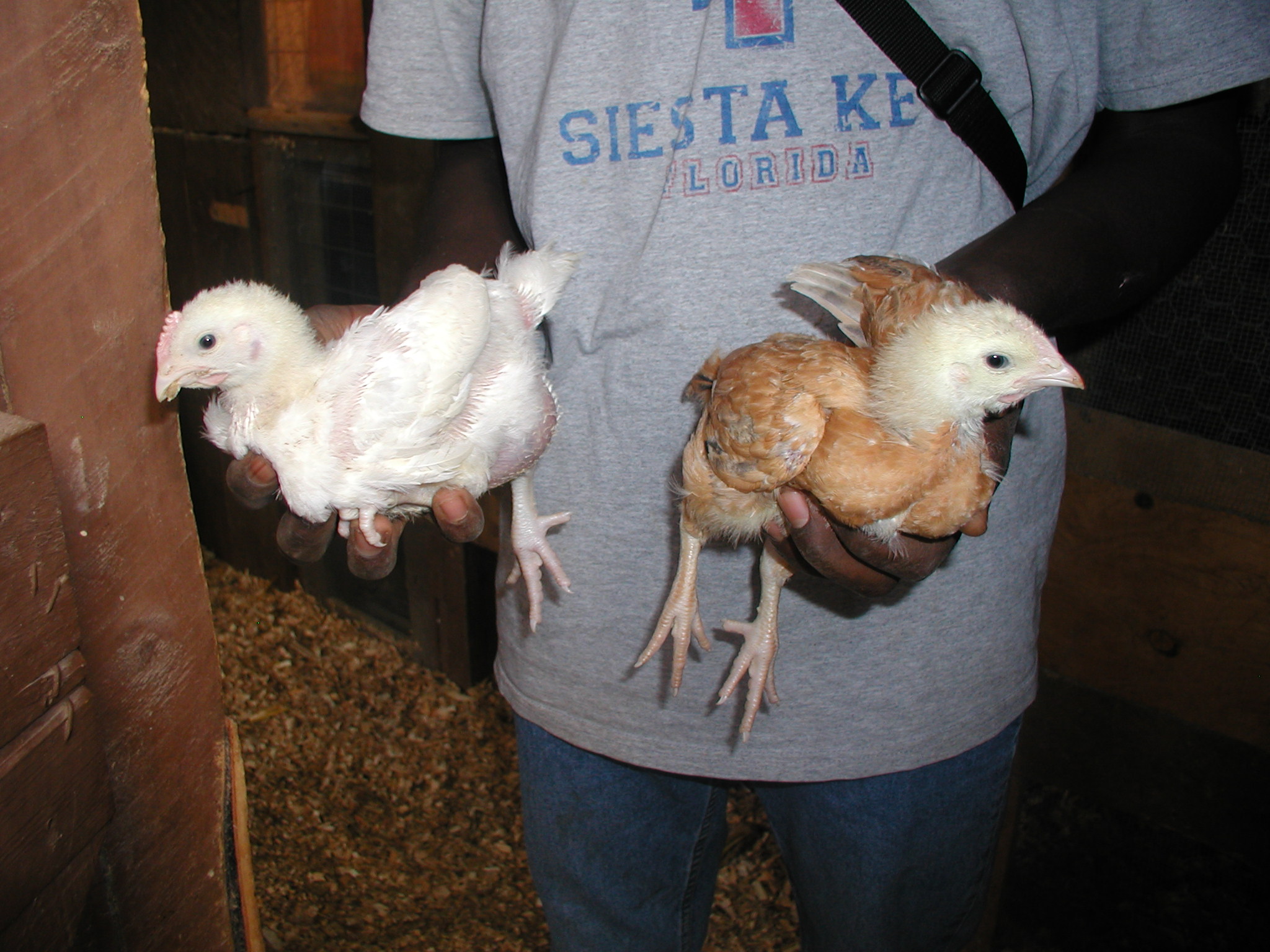 these 2 are 2 weeks old