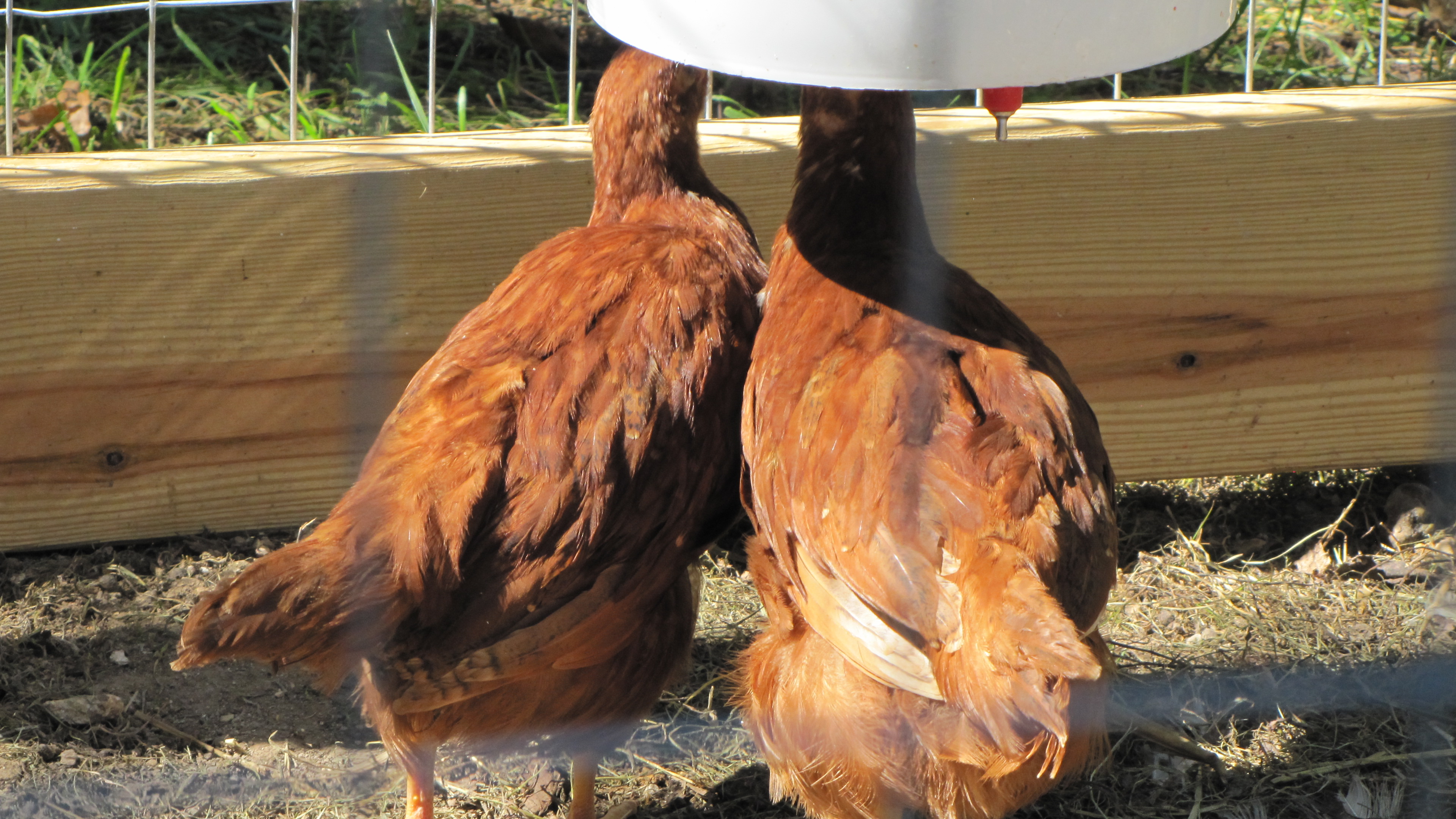 these 2 are the little rhode island red and they stick together like glue.
