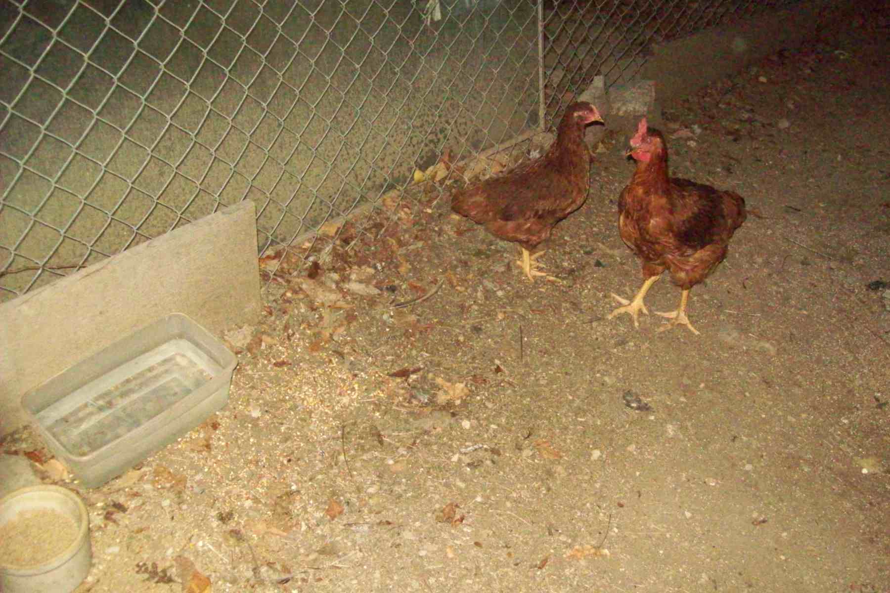 These 2 are the rooster and the Hen sorry we dont have names for them