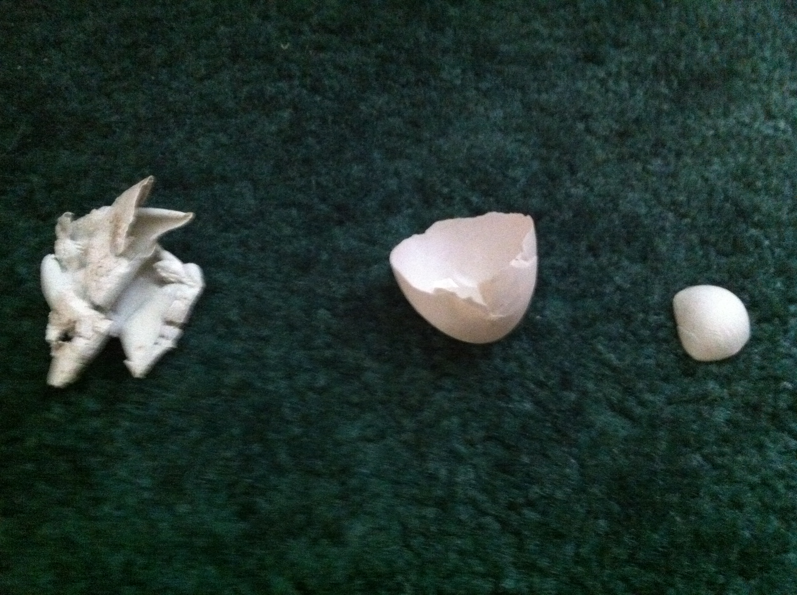 These 3 eggs or eggshells where laid like this. What happened?